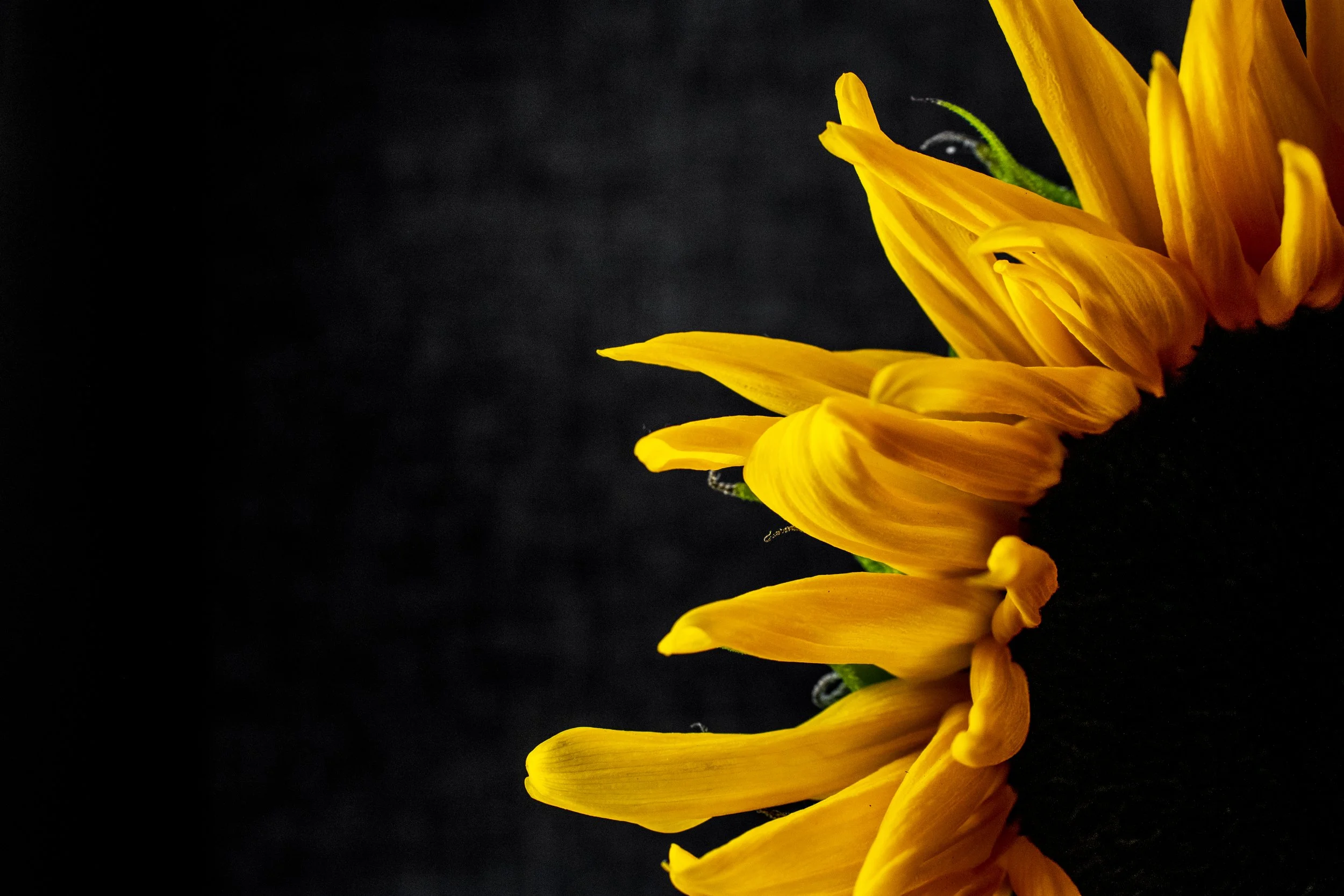 Close-up of a partially opened yellow sunflower flower on a black background.
