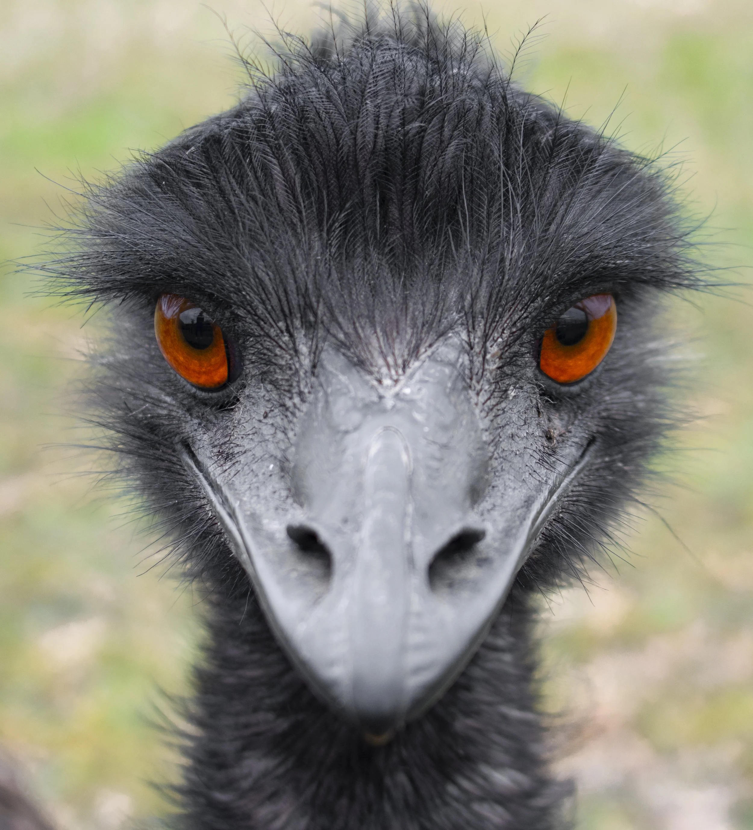Close-up of a black vulture's face with orange eyes and a hooked beak.