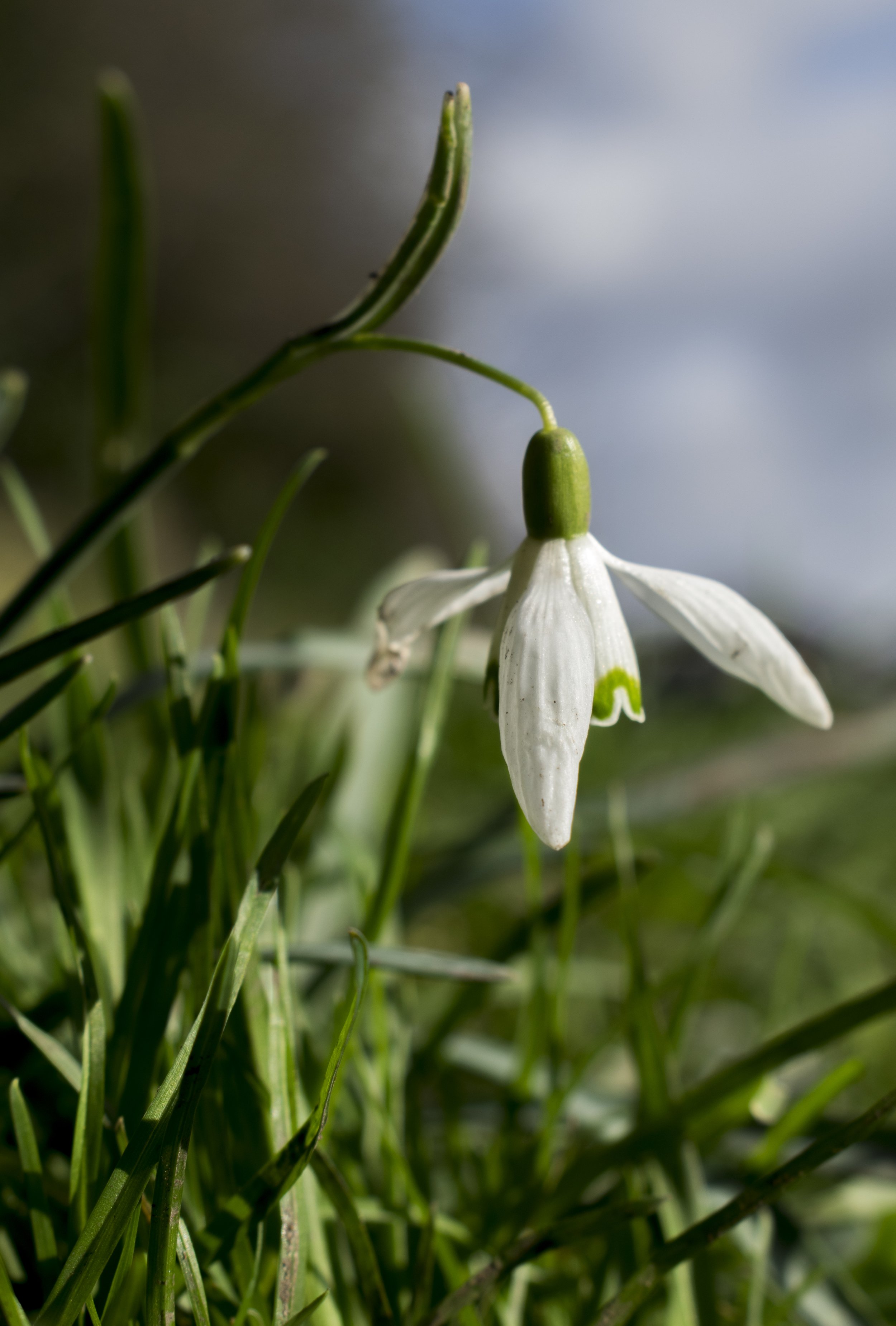 A close-up photograph of a snowdrop flower with white petals and green markings, hanging from a green stem amidst green grass.