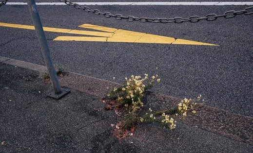 Urban_nature_jeremieluke.jpg
