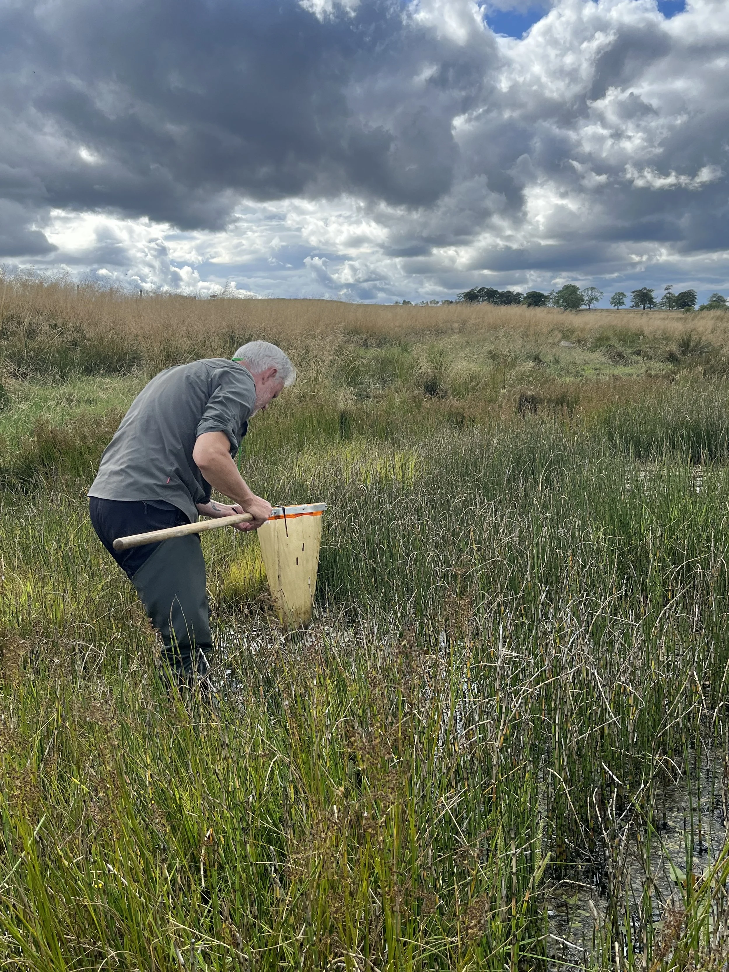 A volunteer using a net to look for dragonfly larvae in a pond within reeds with a moody, cloudy sky above.