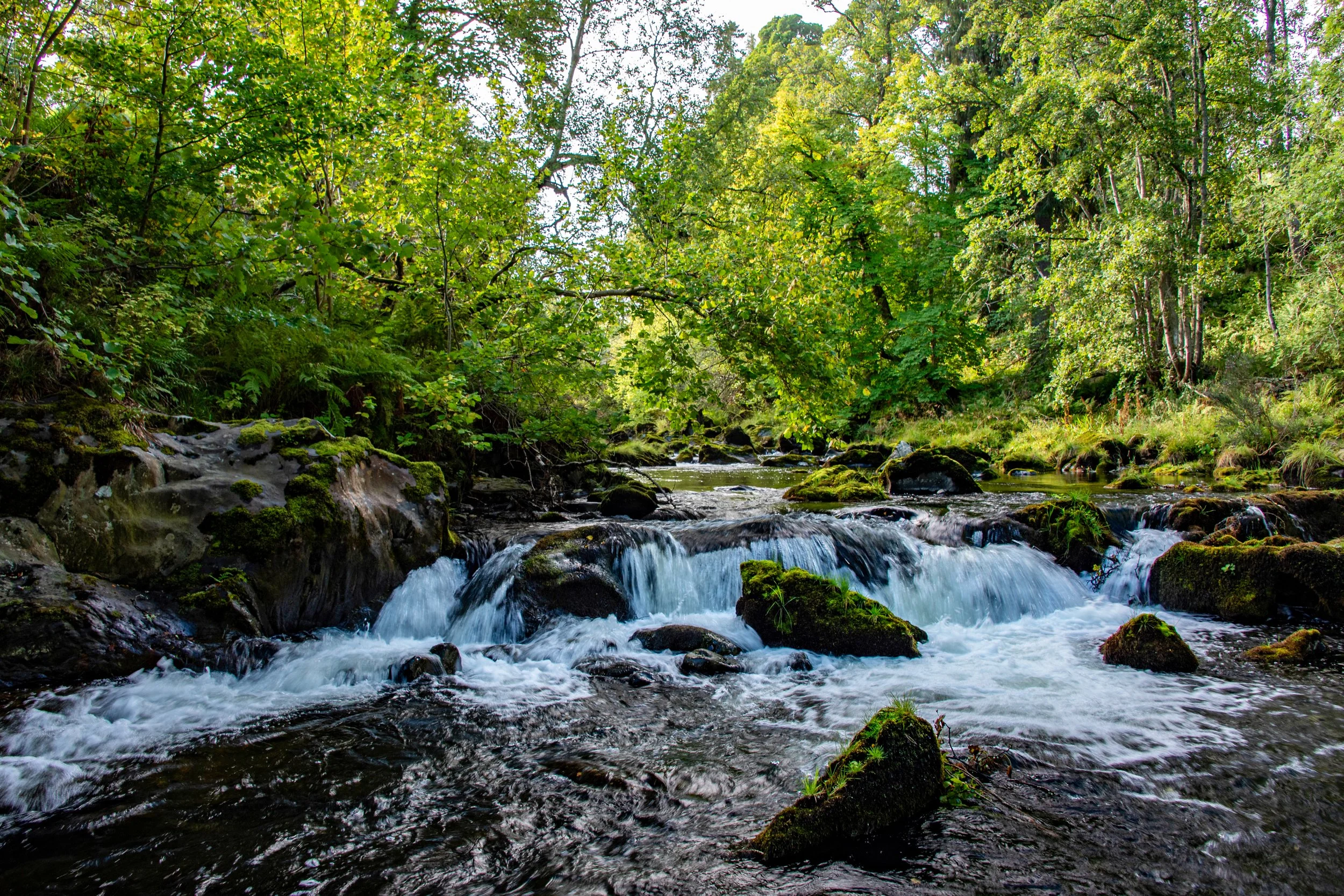 Whitewater of a river cascading down rocks with trees in the background.