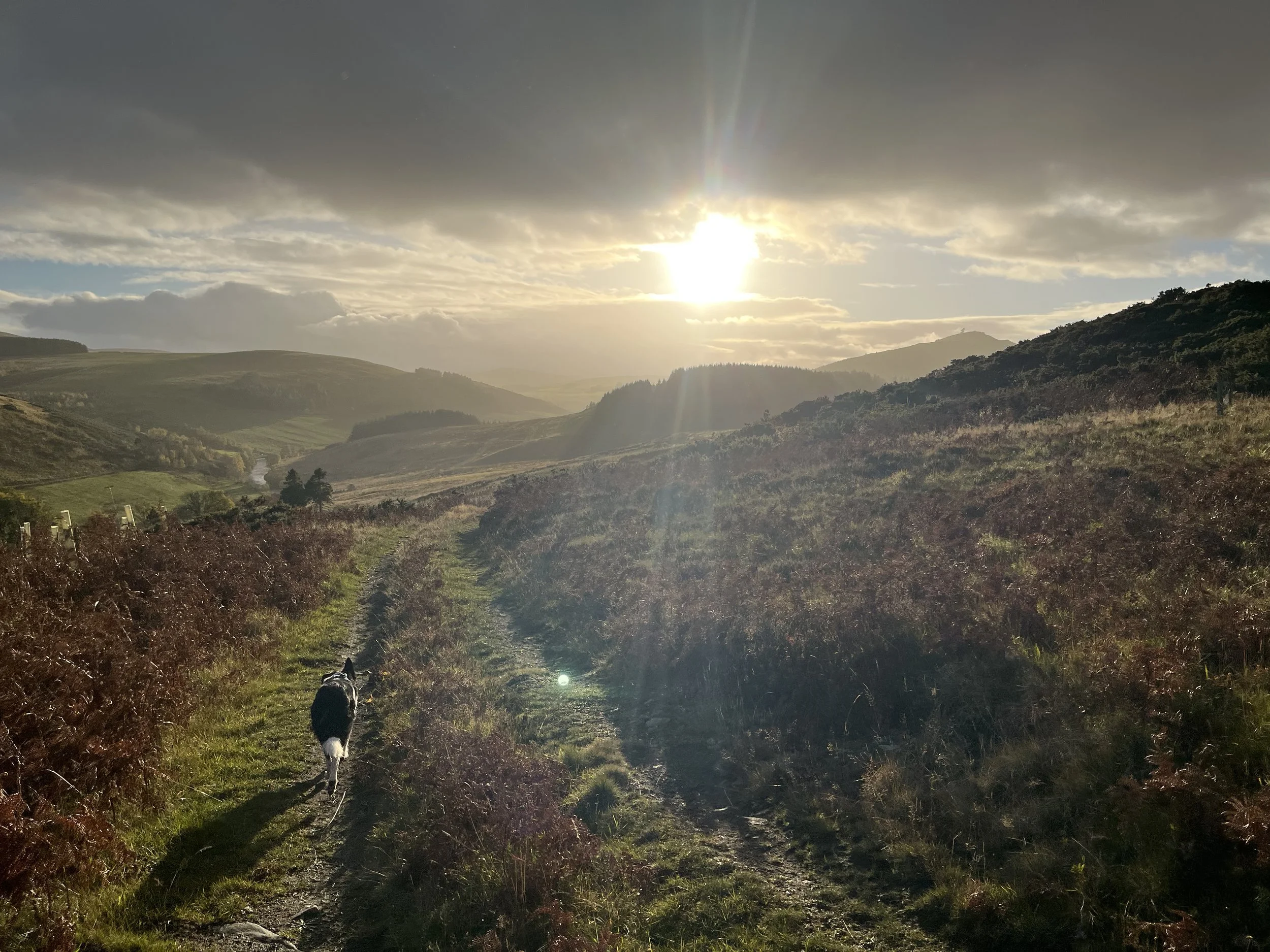 A dog walking along a track through a hilly landscape, with the sun shining through clouds in the sky.