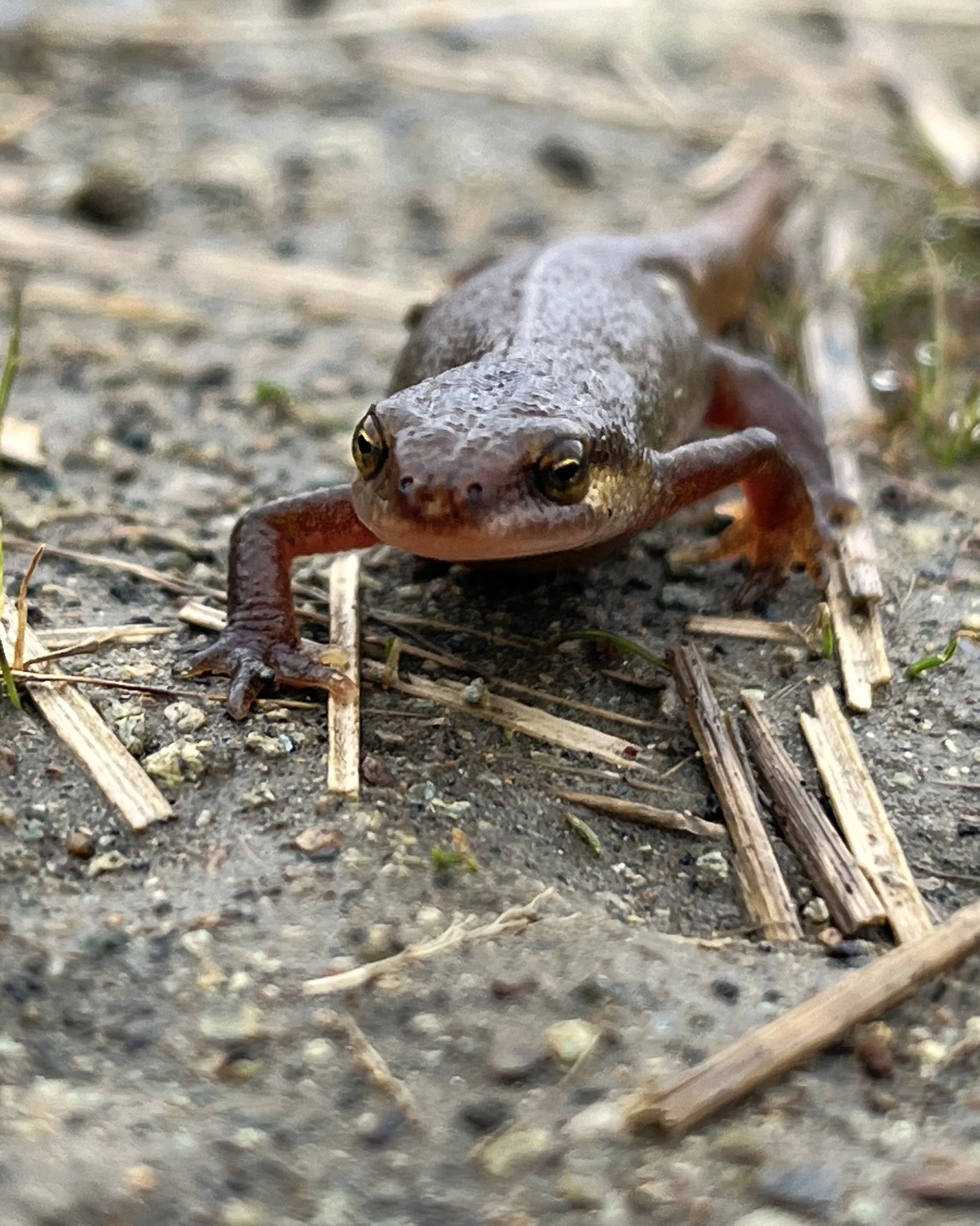 A newt walking towards the camera on a dirt track.