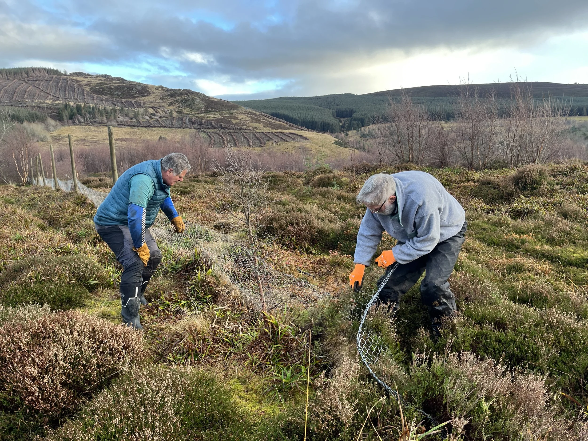 Two volunteers removing old fencing from heather moorland.