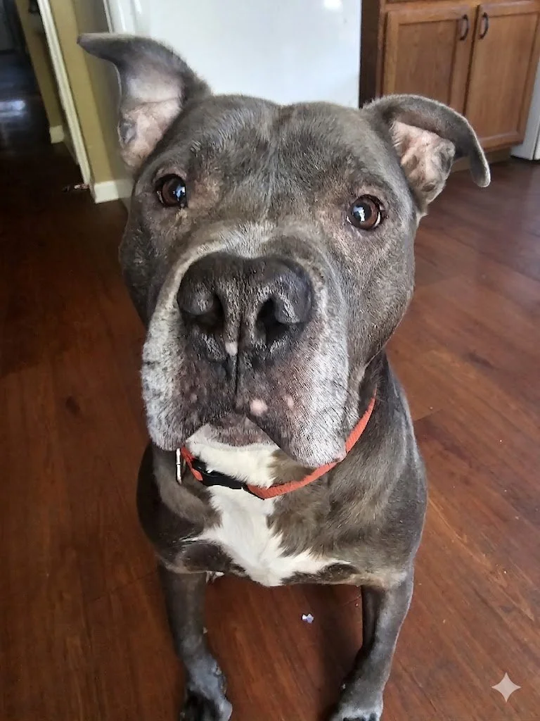 A brindle-colored pit bull dog sitting on a wooden floor, looking directly at the camera with a curious expression, wearing a red collar.