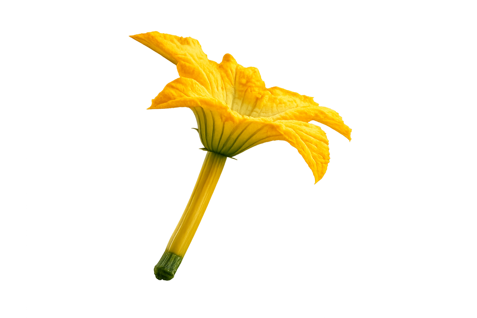 Finn's Fleur (yellow)