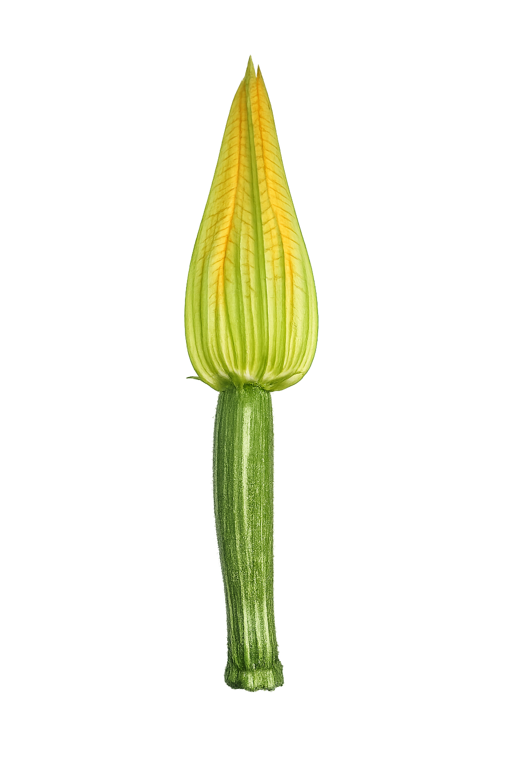 Finn’s Mini Fiore Verde