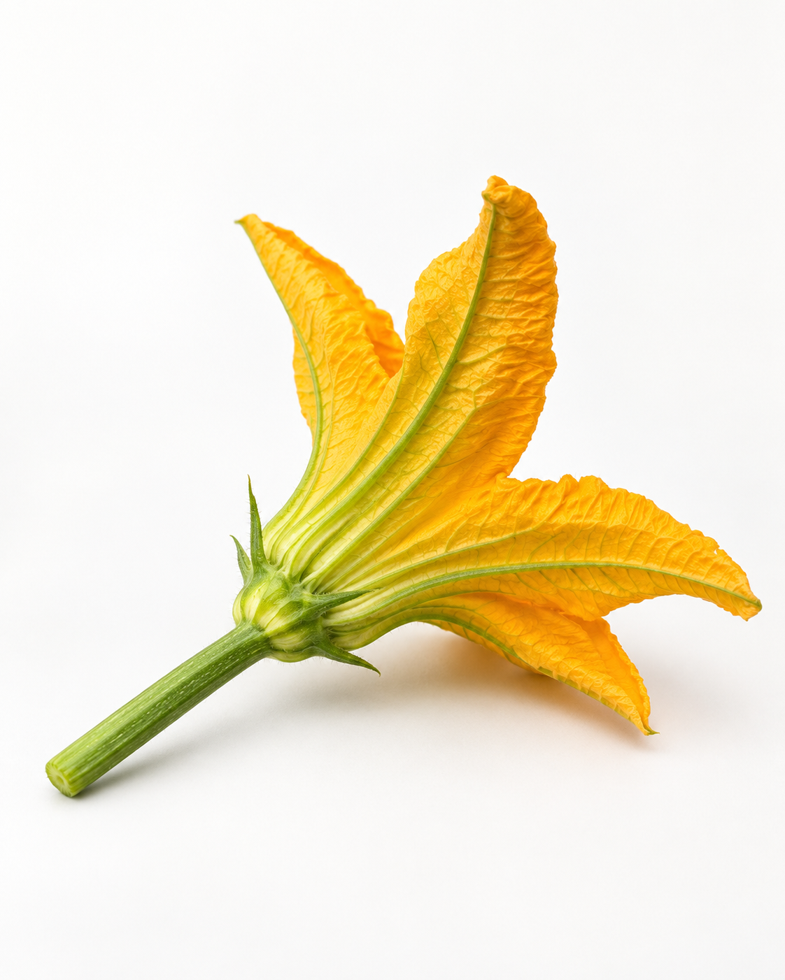 Finns_Fleur_productfoto_06.png