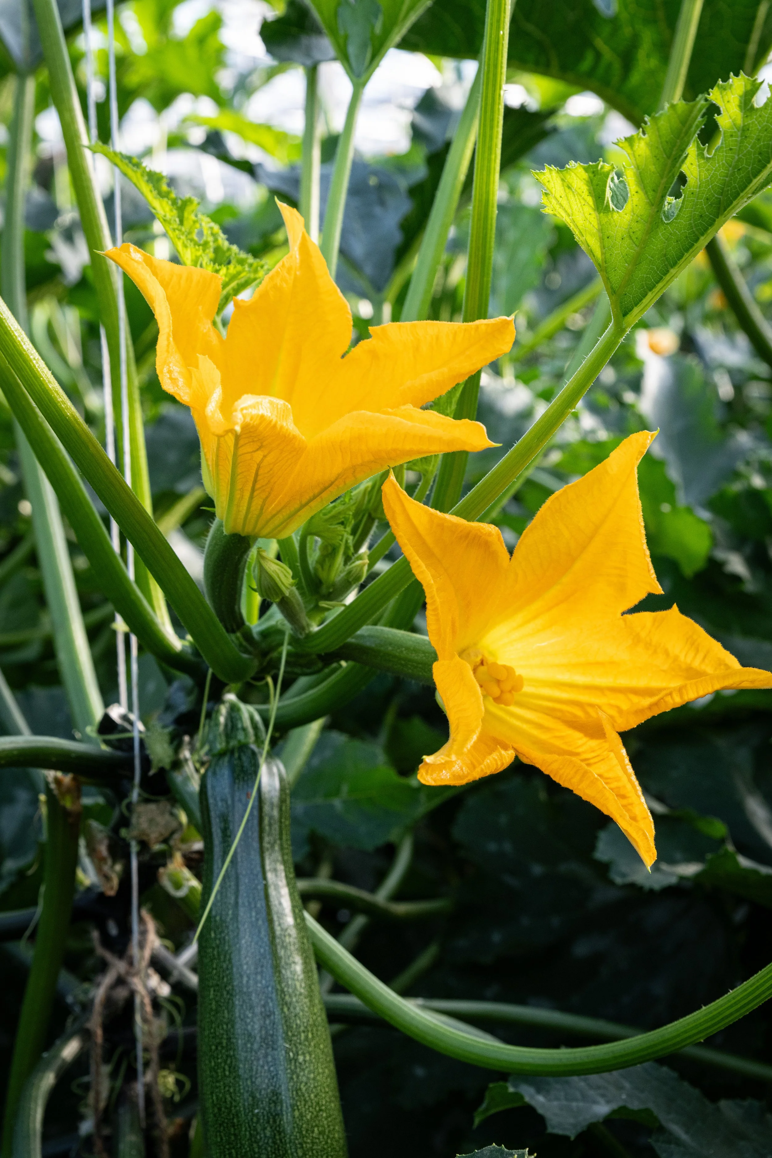 A fresh yellow courgette fleur (fiori di zucca) blooming on the plant, grown by Finn's Fleur.