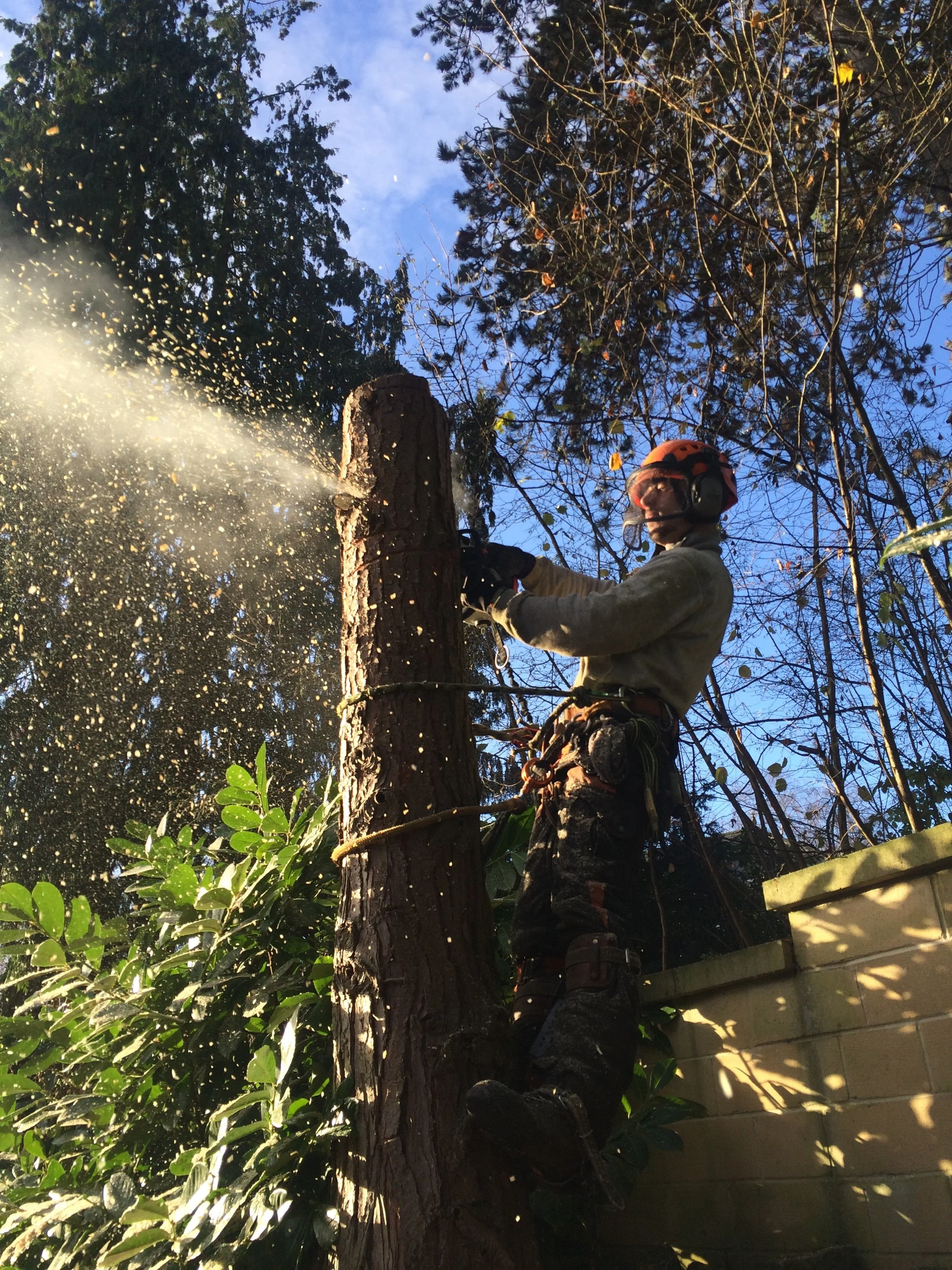 A person wearing safety gear, including helmet and harness, is cutting down a tree with a chainsaw in an outdoor area surrounded by trees and leafy bushes.