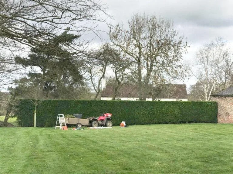A backyard with a well-manicured lawn, a large green hedge, and trees in the background. There is a small red utility vehicle, a white step ladder, and some tools and supplies on the ground near the hedge.