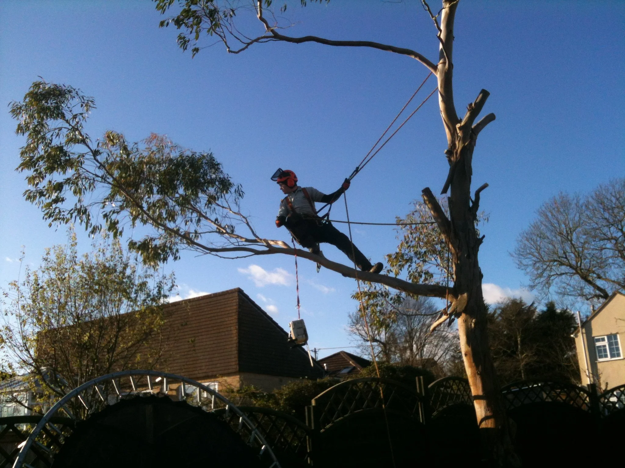 A worker in safety gear, including a helmet, is perched on a high branch of a tall tree, using ropes for support, as he works on trimming or inspecting the tree in a suburban neighborhood.