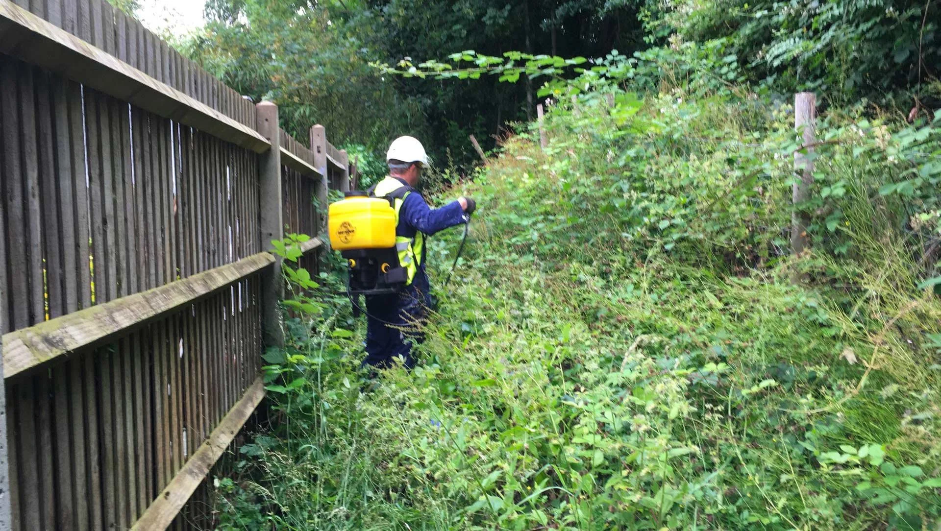 A person wearing a white safety helmet and a yellow backpack sprayer is spraying herbicide or pesticides along the edge of a wooden fence and overgrown vegetation.