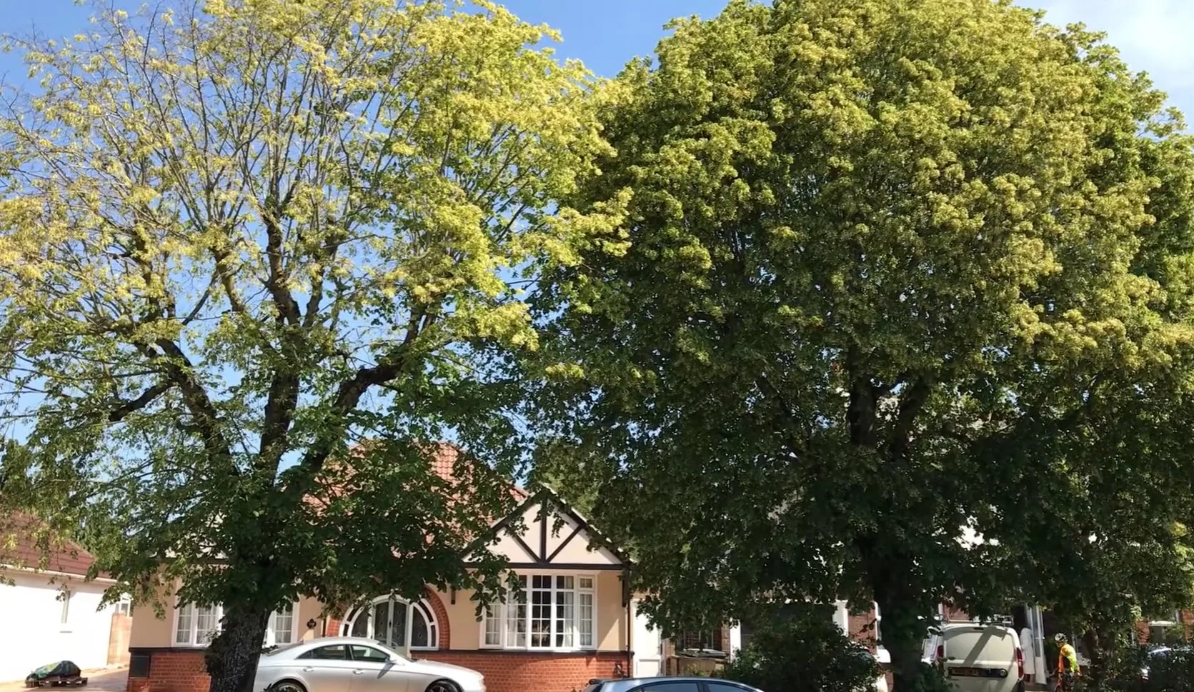 tree survey 1.jpg