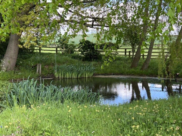 A peaceful backyard scene with a pond surrounded by green grass, tall plants, and trees with leaves hanging down, a wooden fence in the background, and a partly cloudy sky reflected in the water.