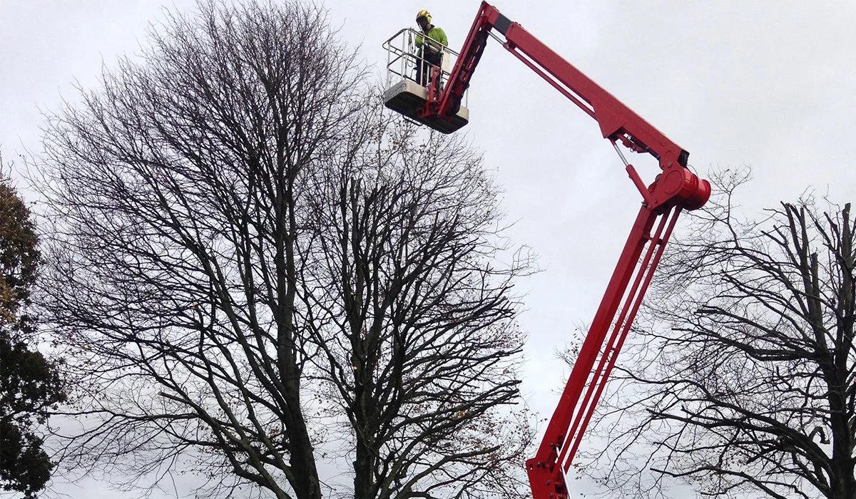 A worker in a safety helmet and green jacket operating a cherry picker to trim large tree branches.