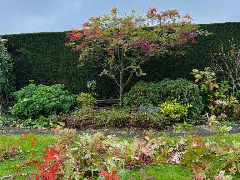 Colorful garden with a small tree, various bushes, and flowering plants all surrounded by a tall hedge.
