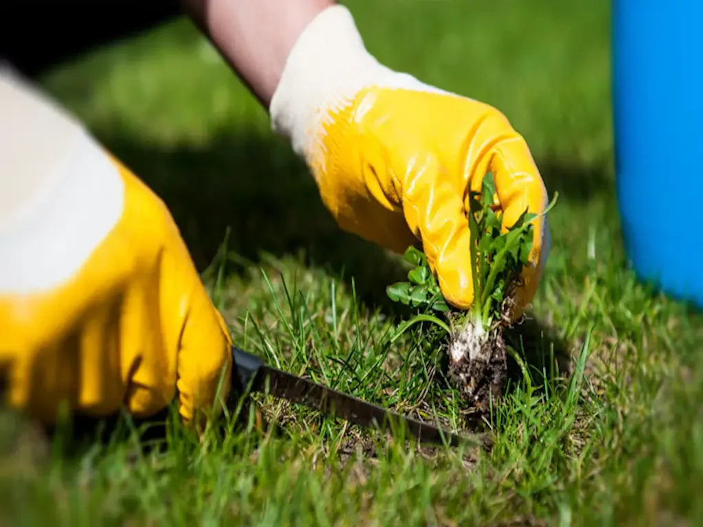 Person wearing yellow gardening gloves planting a young green plant in the soil with a small gardening tool nearby on grass, outdoors.