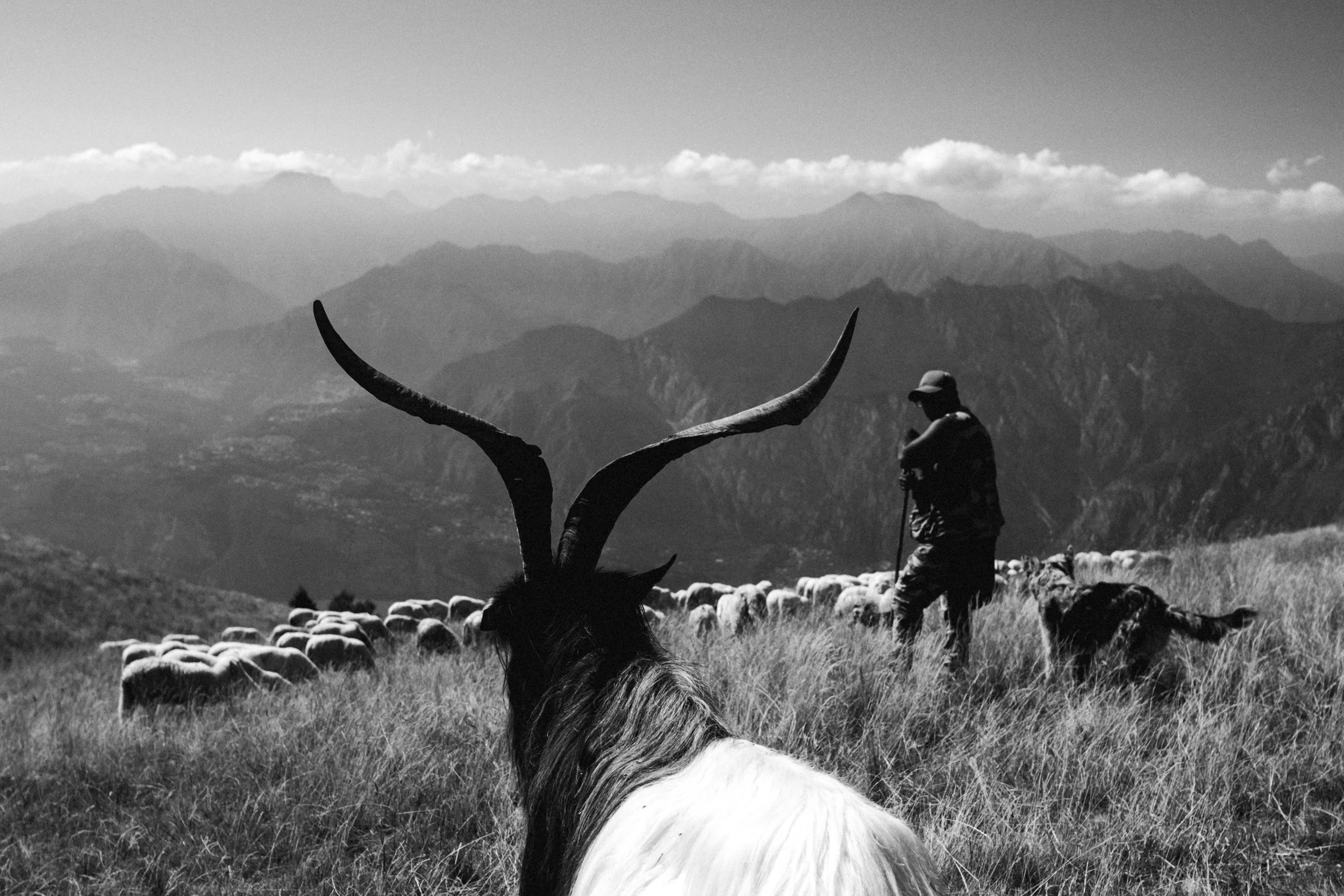 Ziege mit langen Hörnern im Vordergrund einer Tierherde auf einer Bergwiese.
