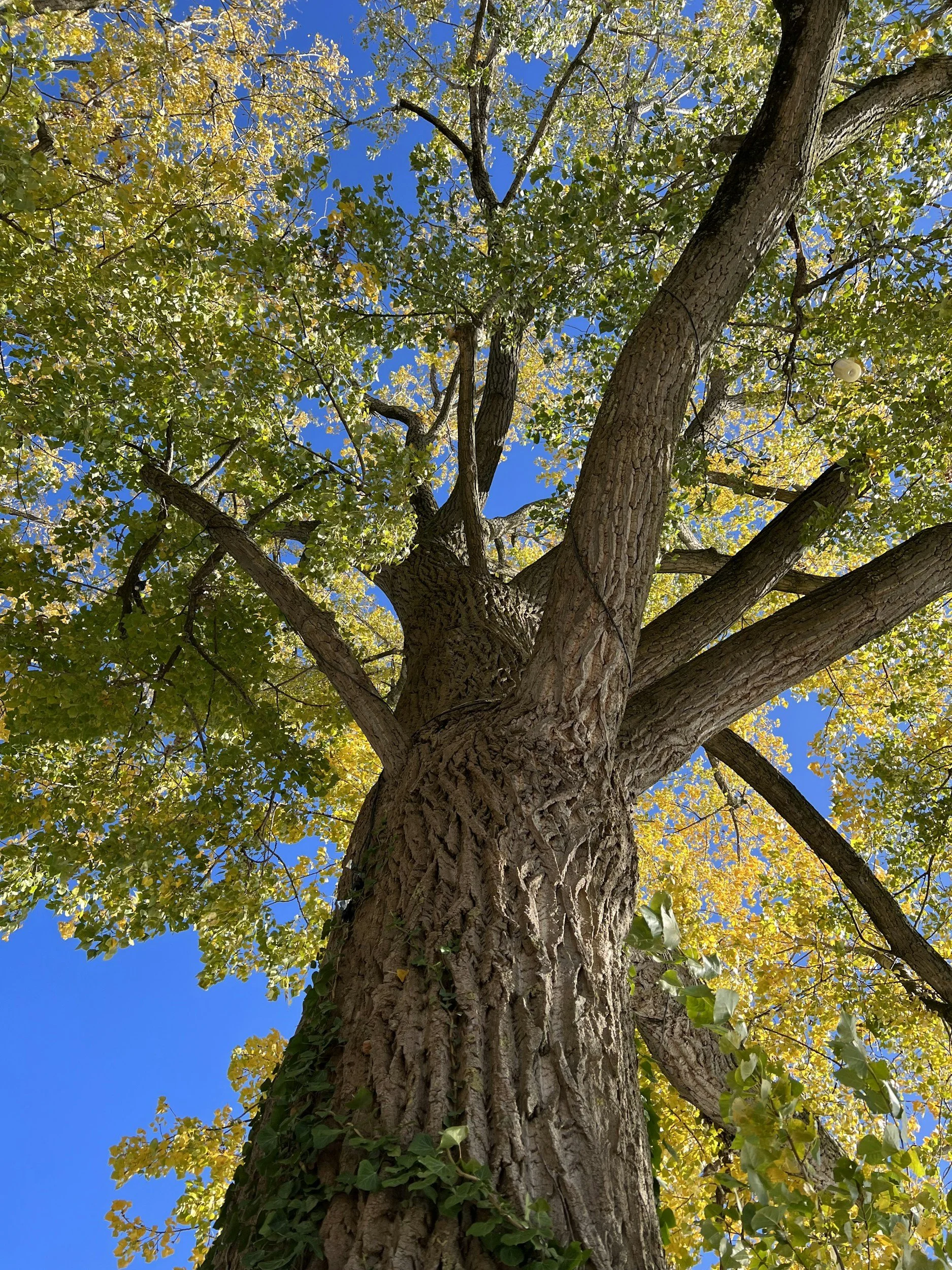 Crown thinning and lifting