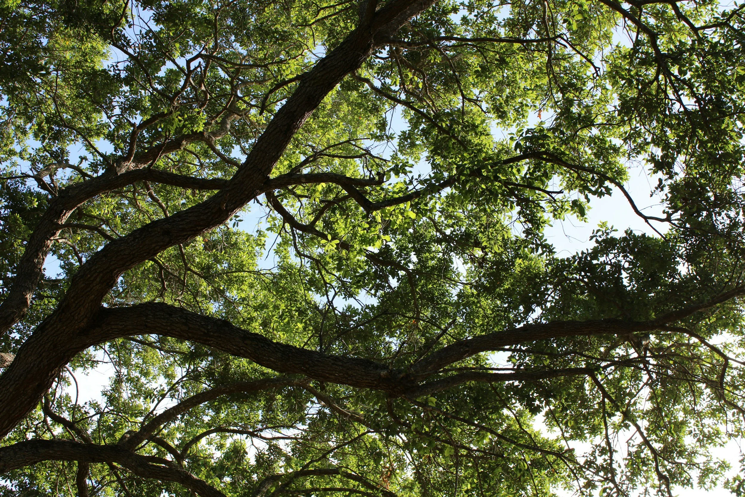 View looking up at the canopy of a large tree with green leaves and thick dark branches against a bright blue sky.