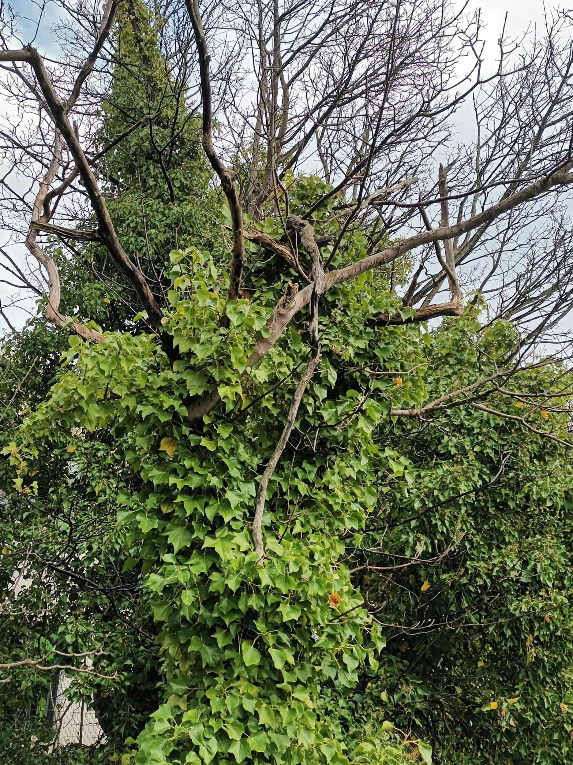 A tall tree with mostly bare branches and green ivy growing on its trunk and lower branches.