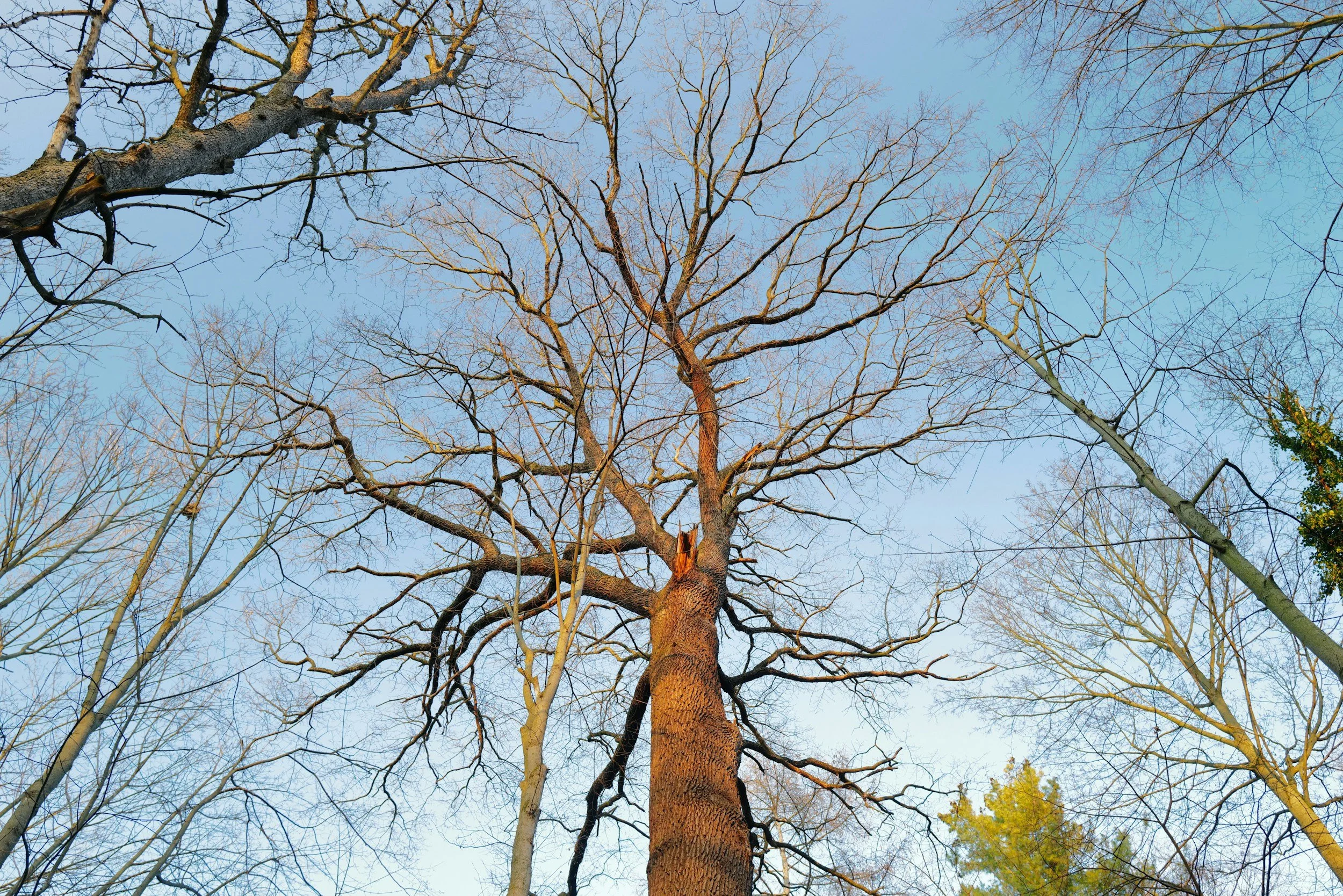 View of a tall, leafless tree with many branches extending outward, set against a clear blue sky.