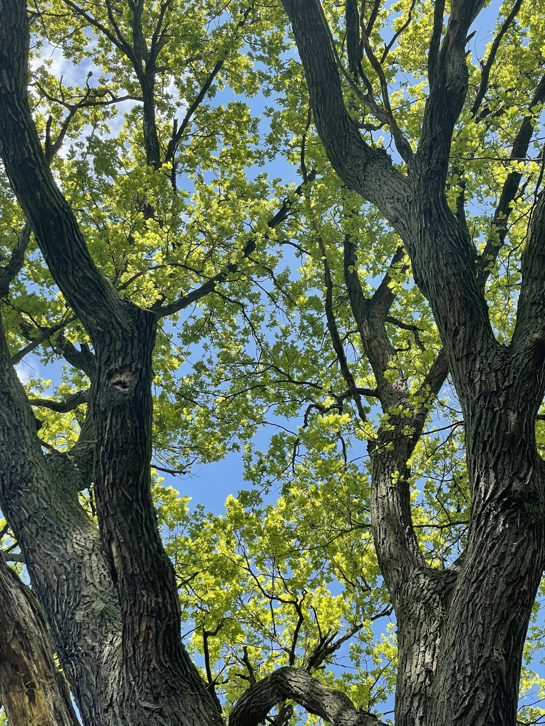 View looking up at a large tree with textured bark, green leaves, and branches against a bright blue sky.
