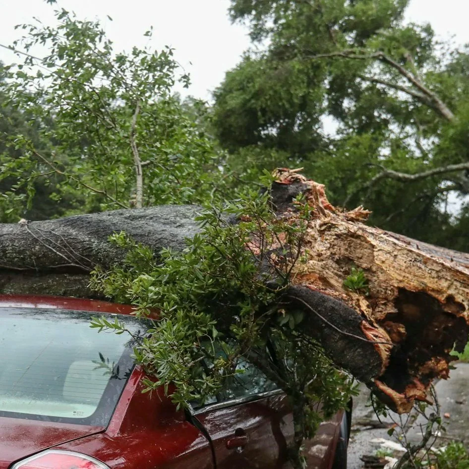 A fallen tree with broken branches resting on top of a red car, causing damage to the roof and windshield. Green leaves and other trees are visible in the background.