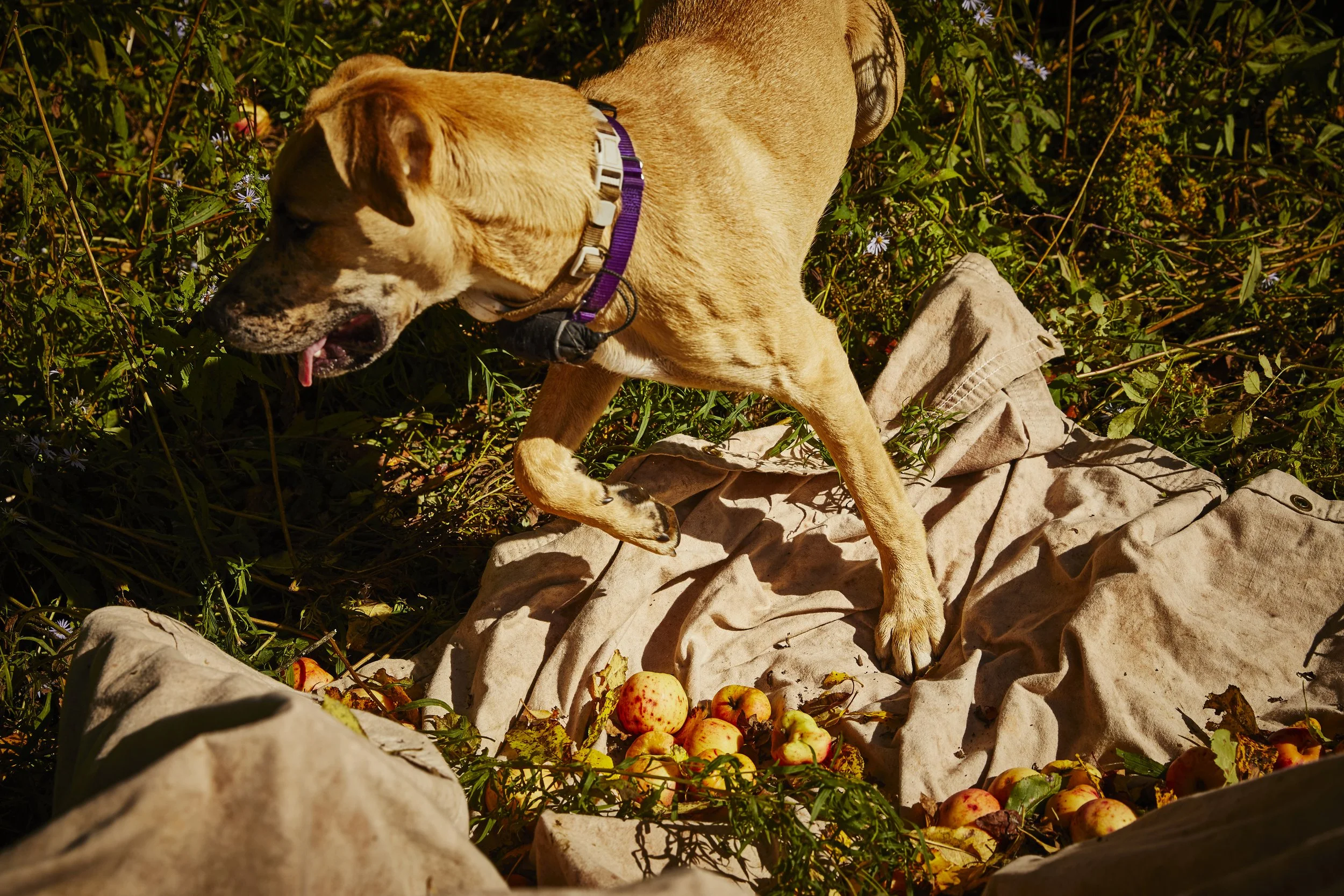 CH_Wayside_Cider_ROUND_3_Picking_283.jpg
