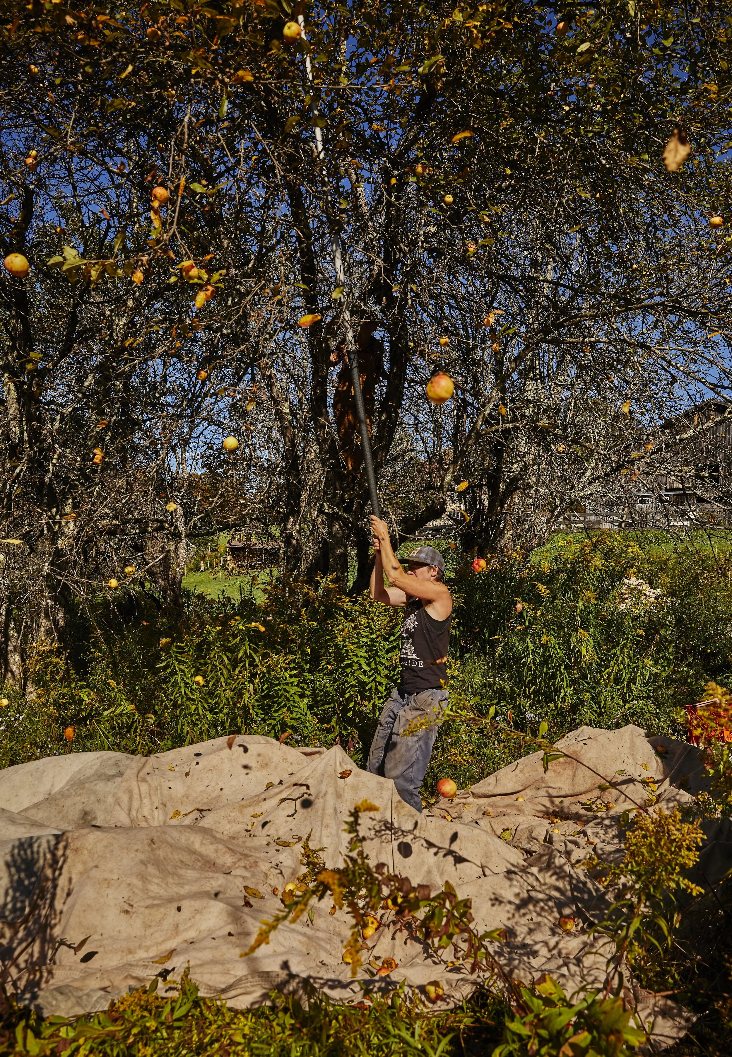 CH_Wayside_Cider_ROUND_3_Picking_438.jpeg