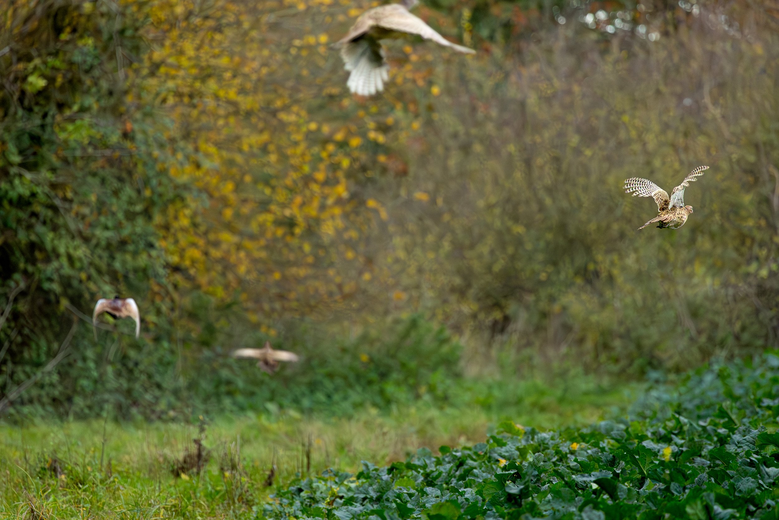 Four pheasants flying away over a green and yellow forested area.