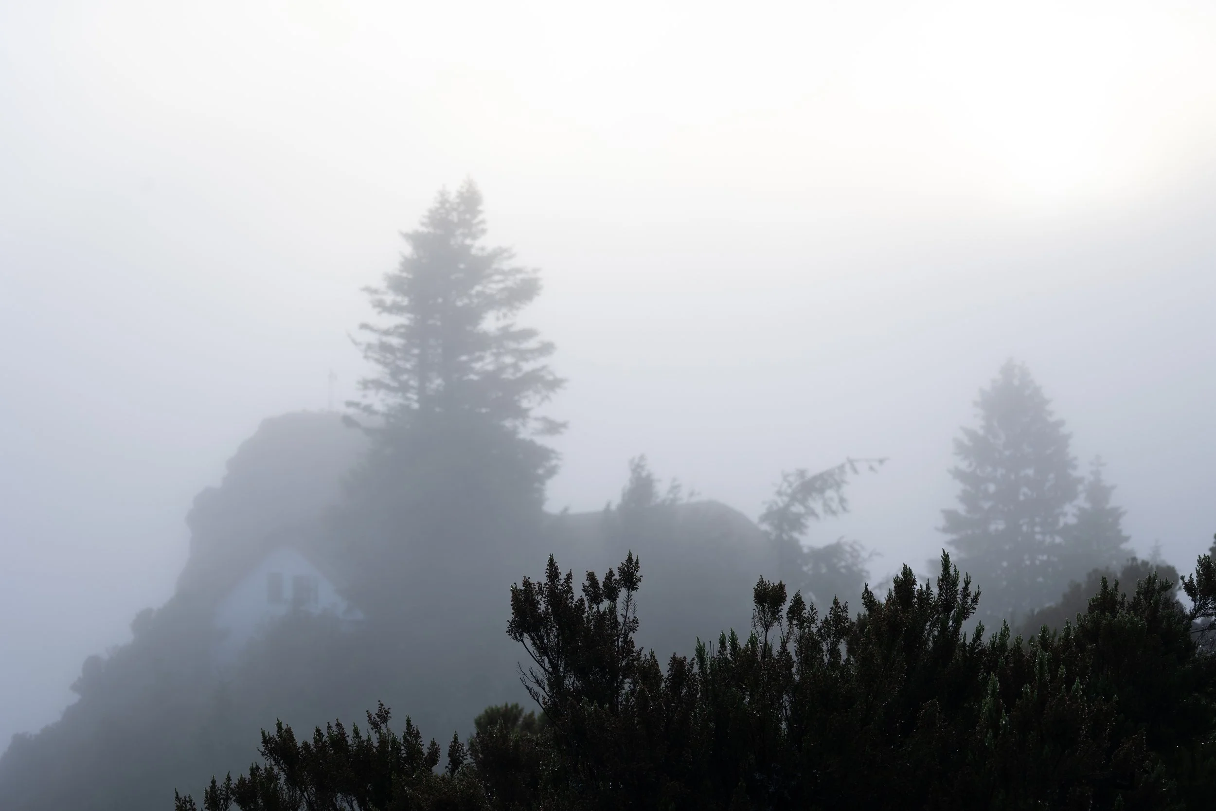 A foggy landscape with tall trees, a hillside, and a partially visible house among the trees.