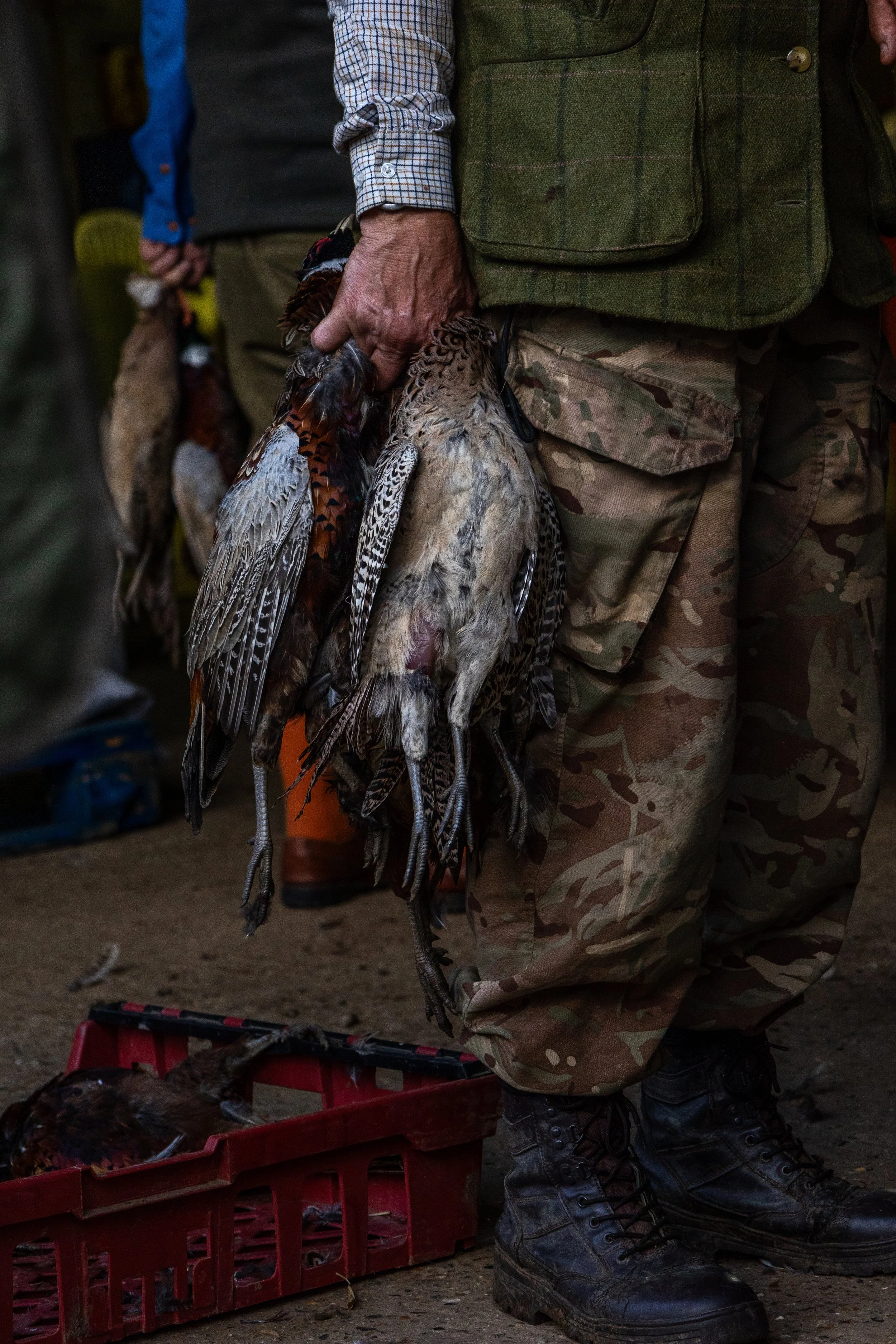 Man in camouflage pants and green vest holding multiple hunted pheasants by their necks.