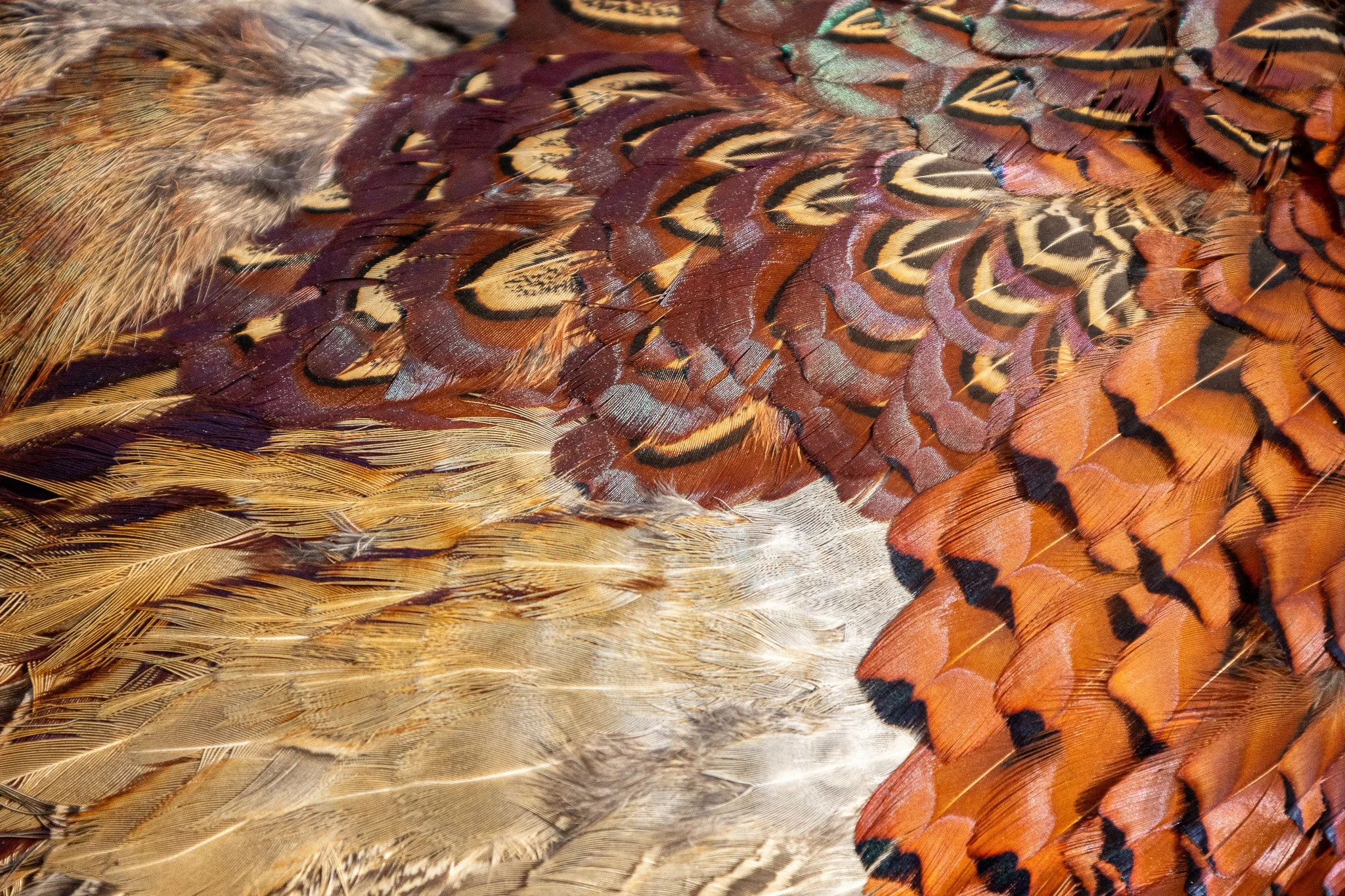 Close-up of colorful pheasant bird feathers with a mix of brown, orange, black, and beige patterns.