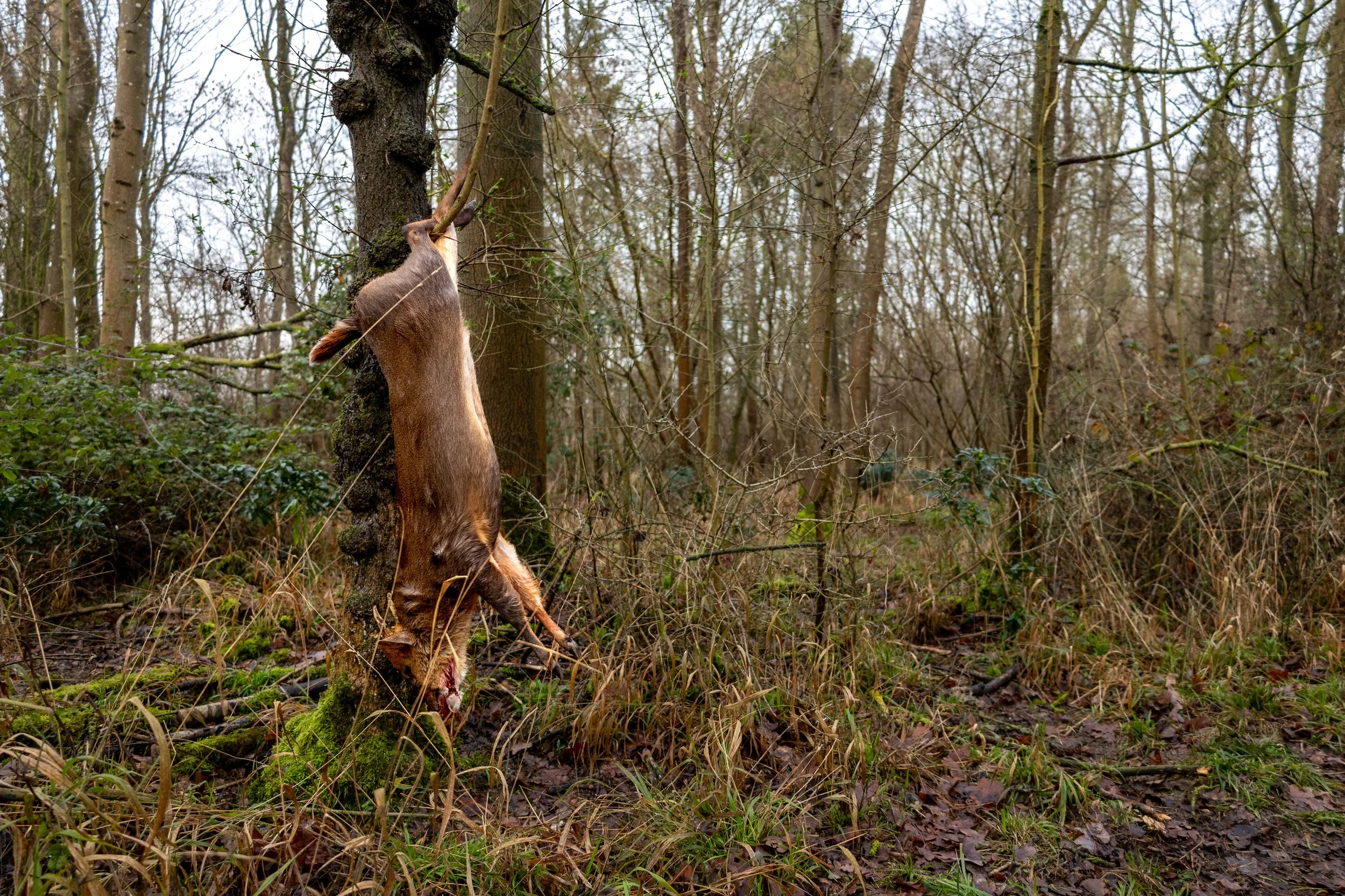 Dead deer hanging from a tree in a forested area.