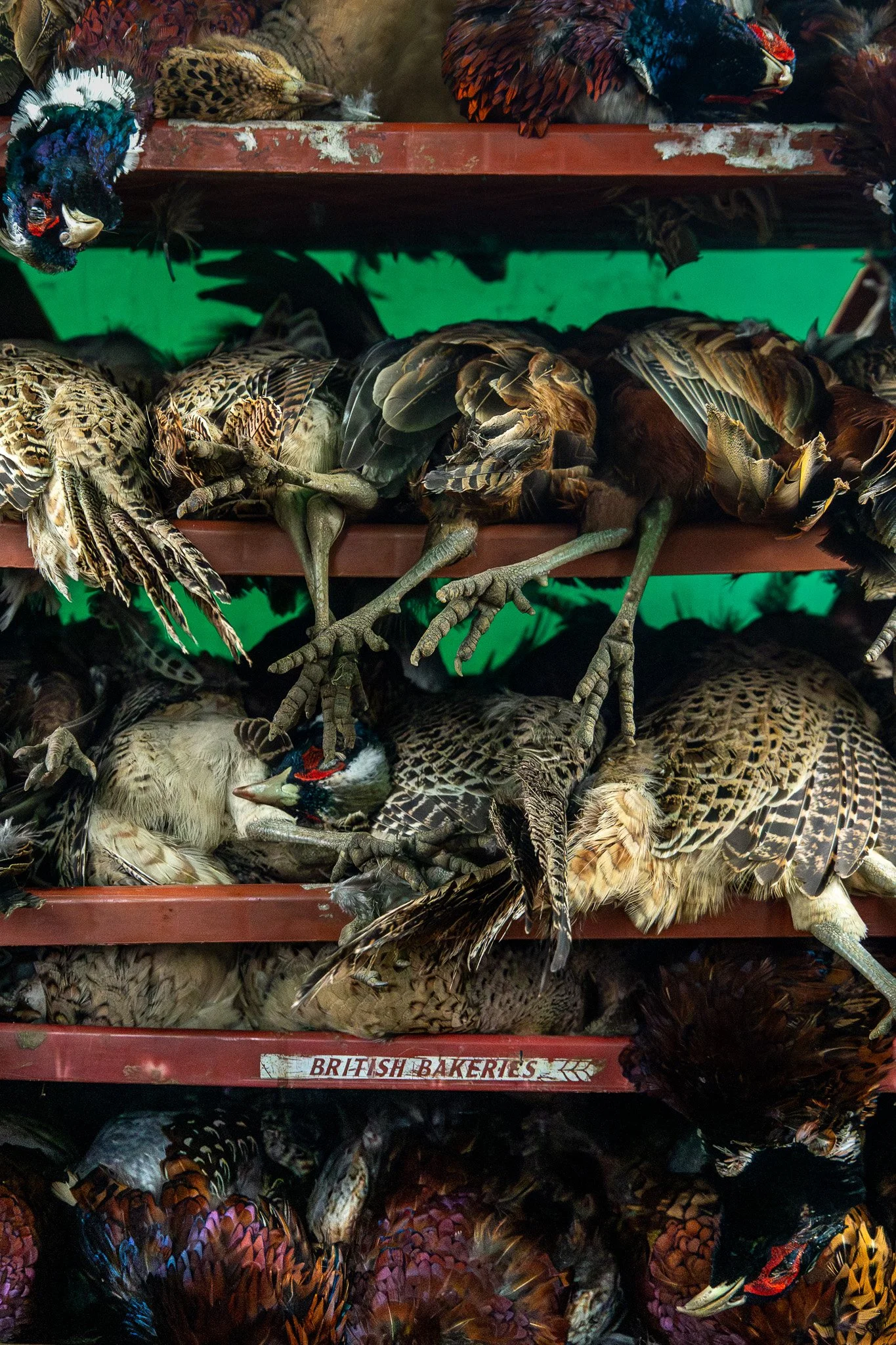 pheasant shoot. pheasants stacked up after being killed in British bakeries trays