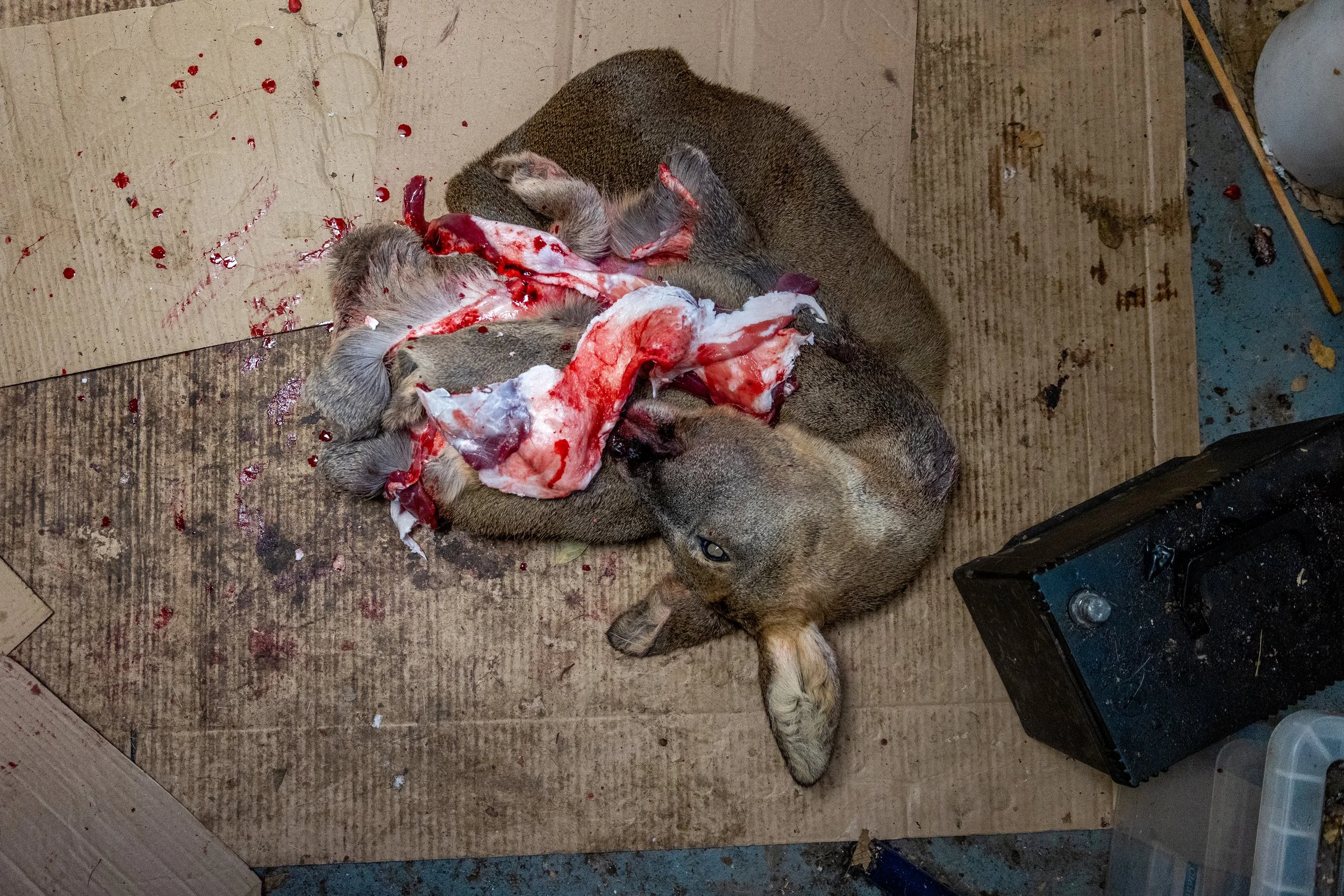 A deceased deer skin with exposed flesh and blood laying on a cardboard surface surrounded by blood stains.