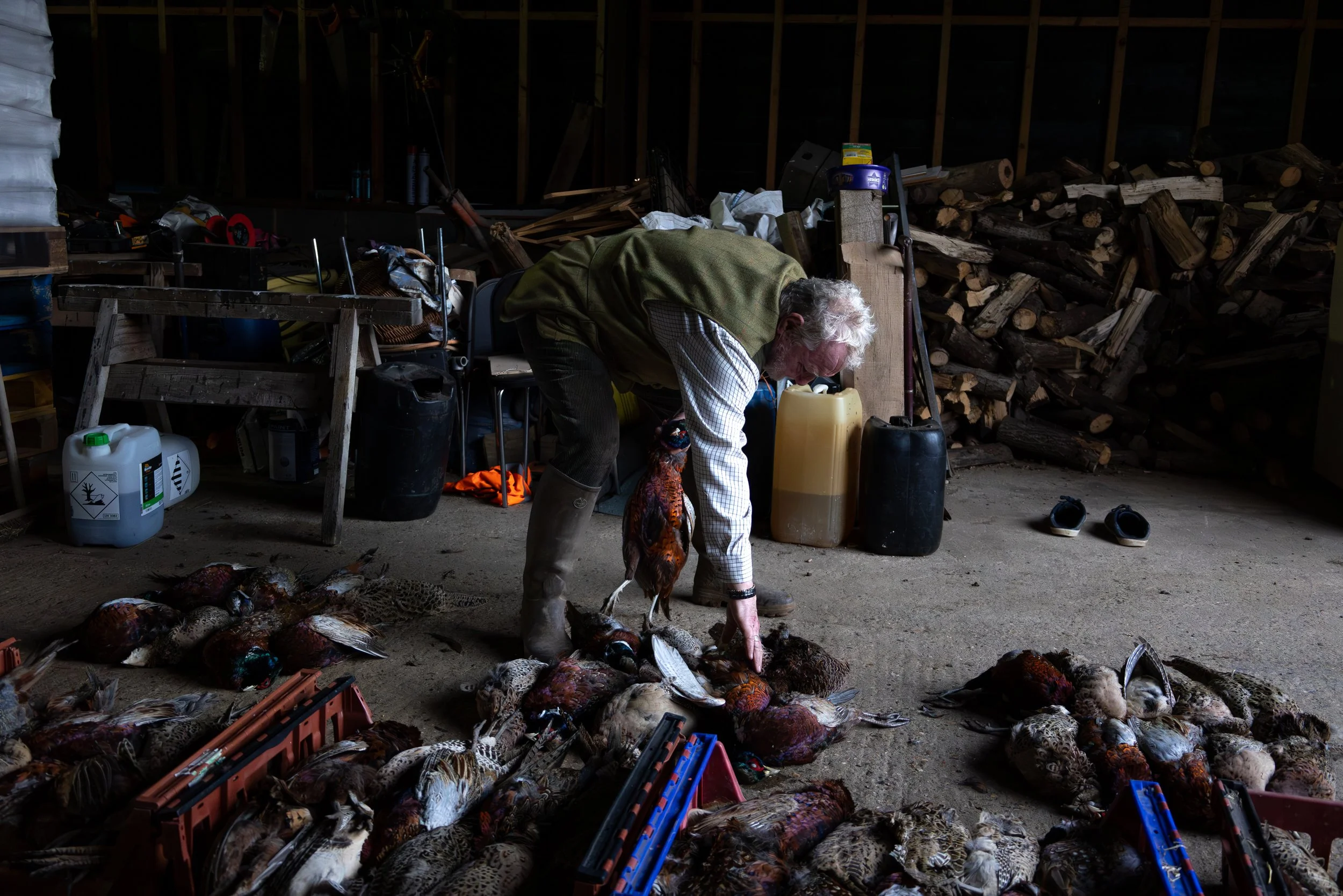 An older man in a barn collecting hunted pheasant birds, with wood logs stacked in the background and various hunting and outdoor supplies scattered around.