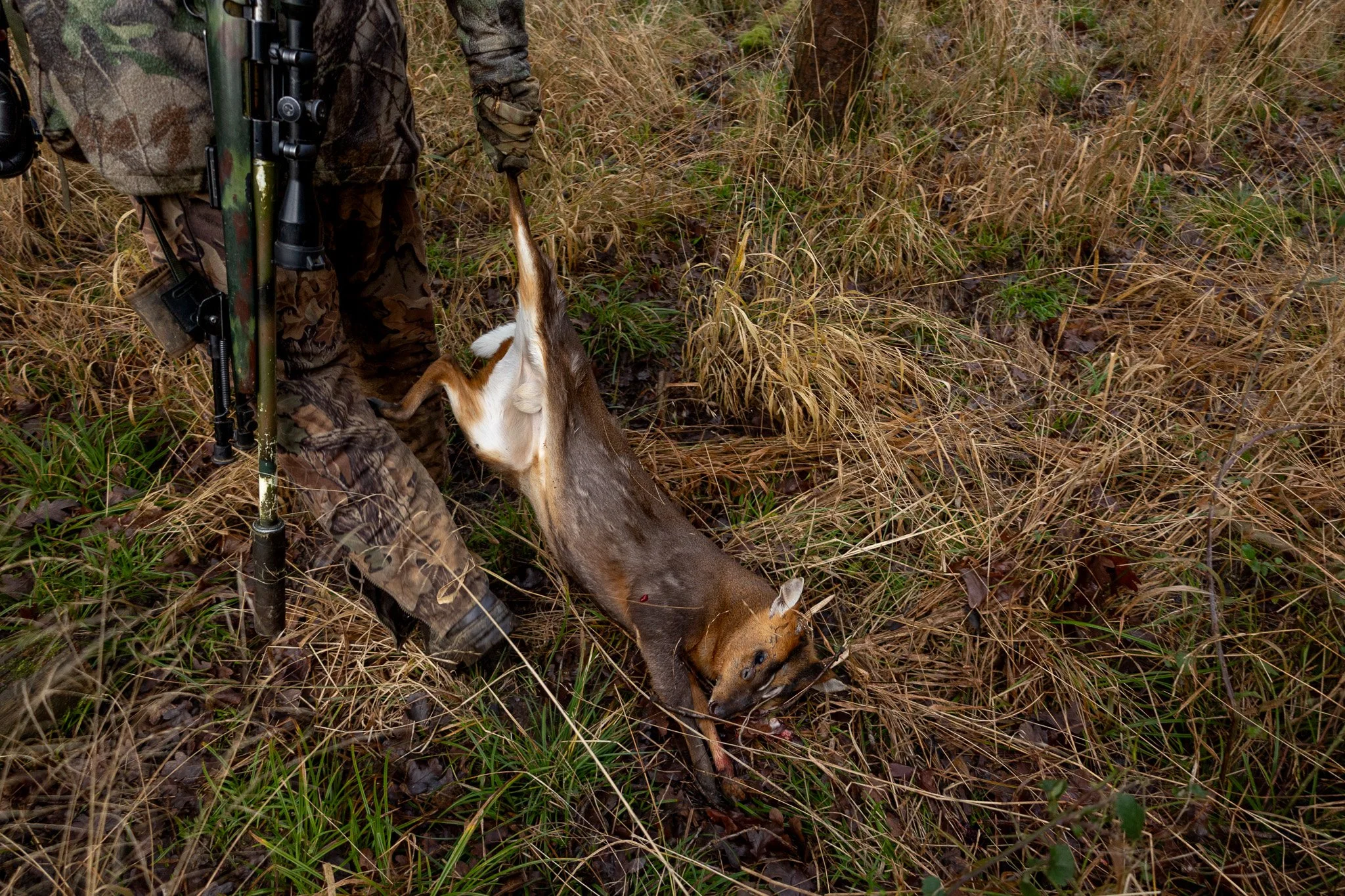 Hunter in camouflage clothes holding a rifle and a dead deer in a grassy field.