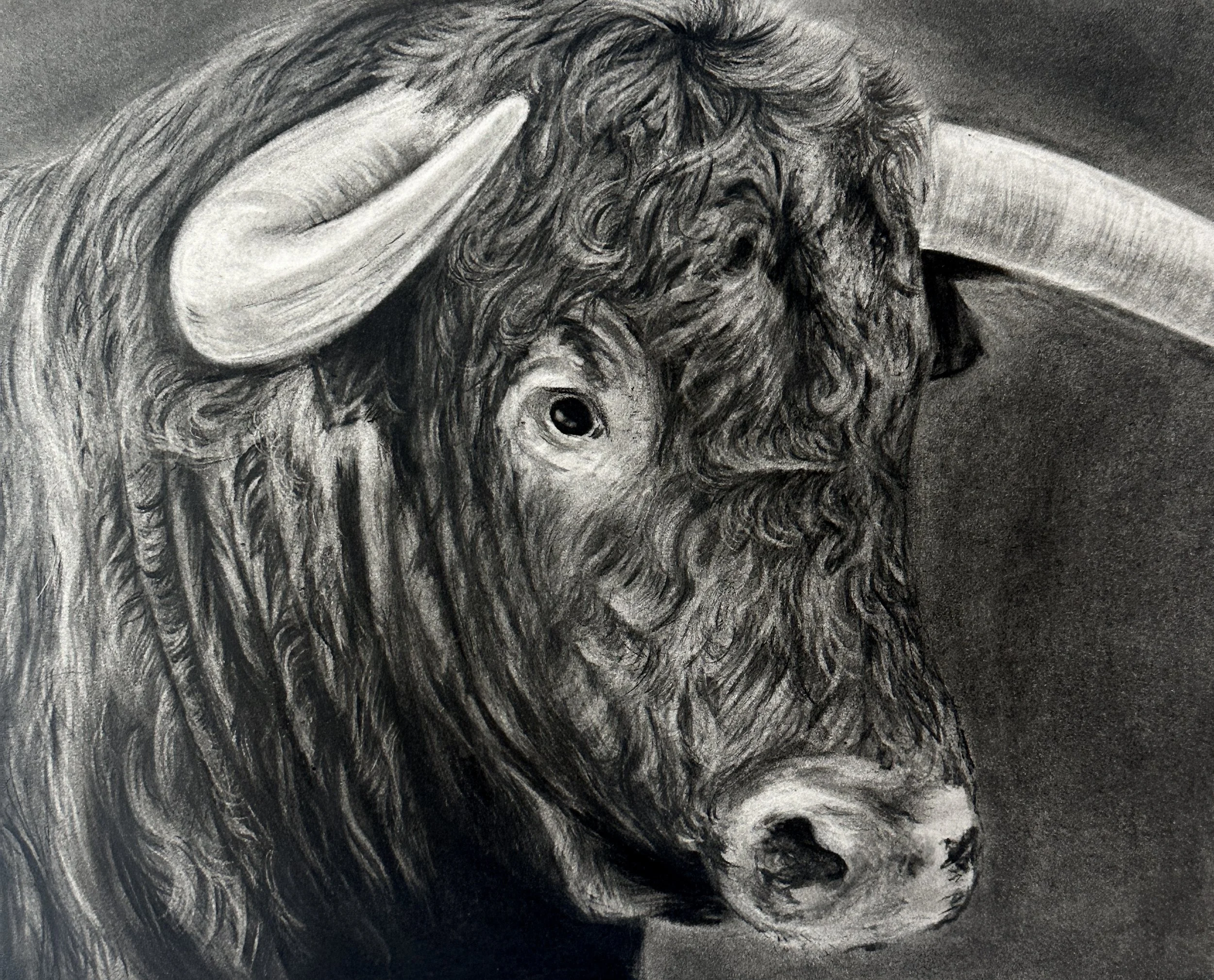 BullPortrait.JPG