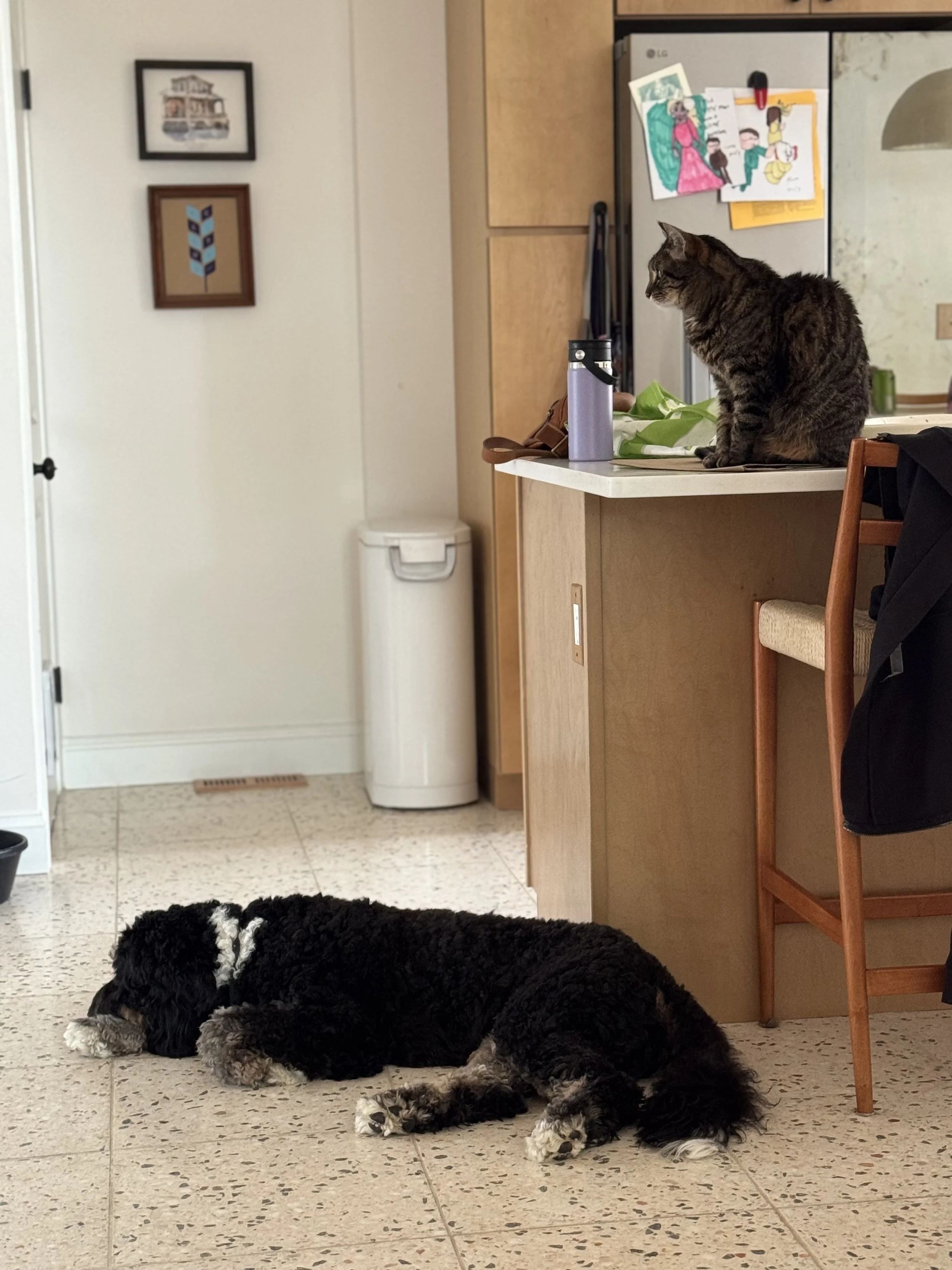 A dog lying on the kitchen floor and a cat sitting on the kitchen counter.