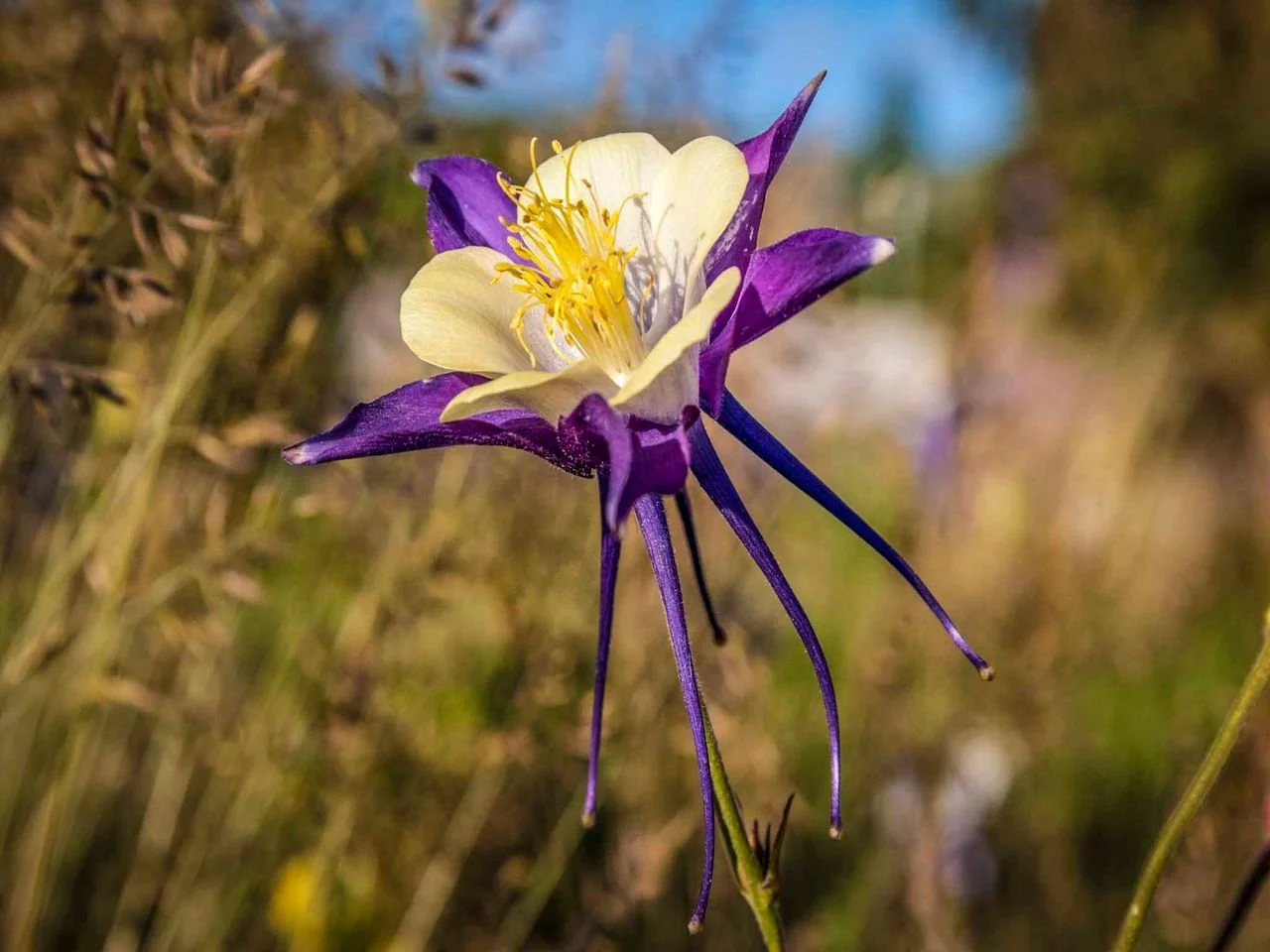 Close-up of a purple and white flower with yellow stamens, blooming in a natural setting.