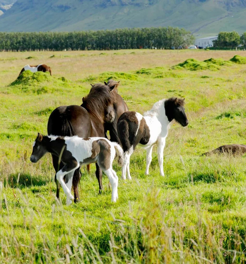Pasture with Icelandic horses and foals standing on green grass, some resting and grazing, with a backdrop of trees, hills, and a farm building in the distance.