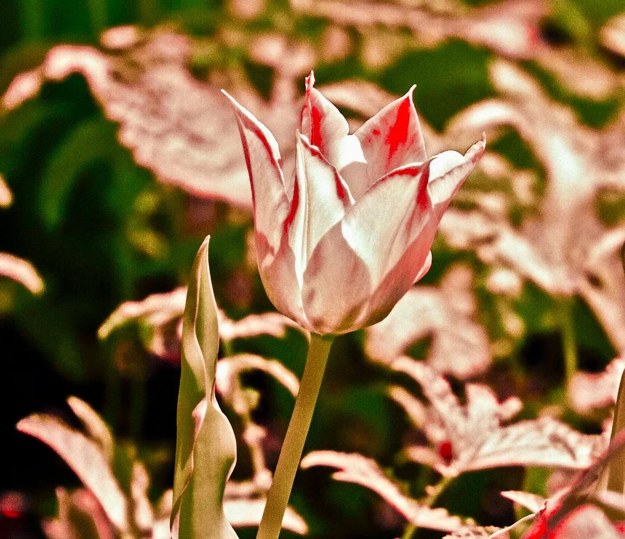 Millennium Park, Chicago: A close-up of a pink and white variegated tulip flower with a background of similarly colored leaves.