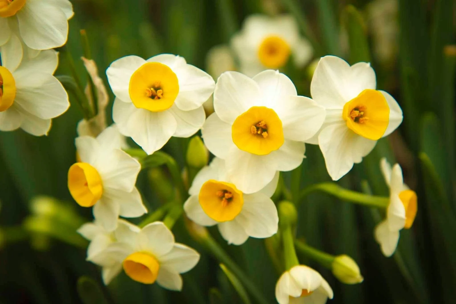 Close-up of yellow and white daffodil flowers with green foliage in the background.