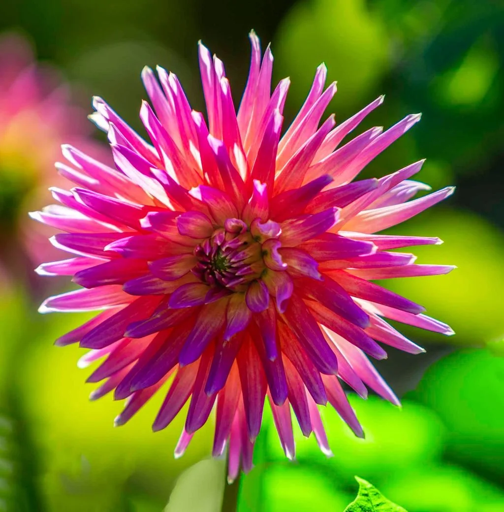 Close-up of a vibrant pink and purple dahlia flower with a blurred green background.