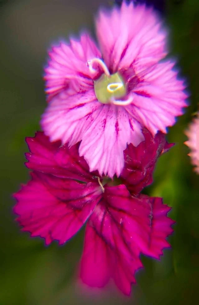 Close-up of a pink and purple flower with ruffled petals and a yellow-green center.