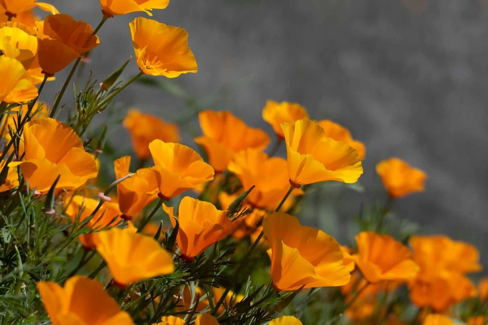 Close-up of bright orange California poppies against a gray background.